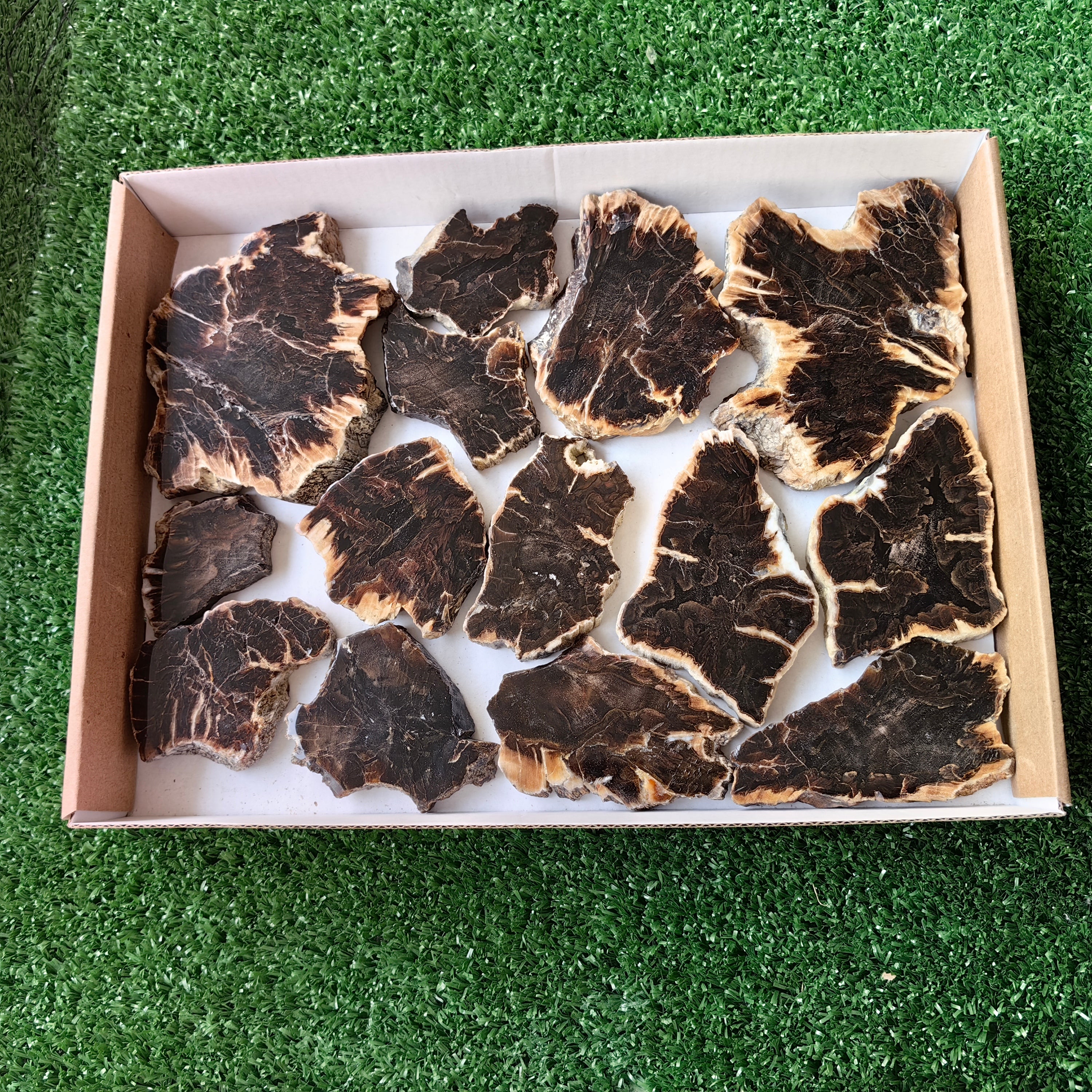 Lot 14 pcs Agatized Fossilized Wood Slices*