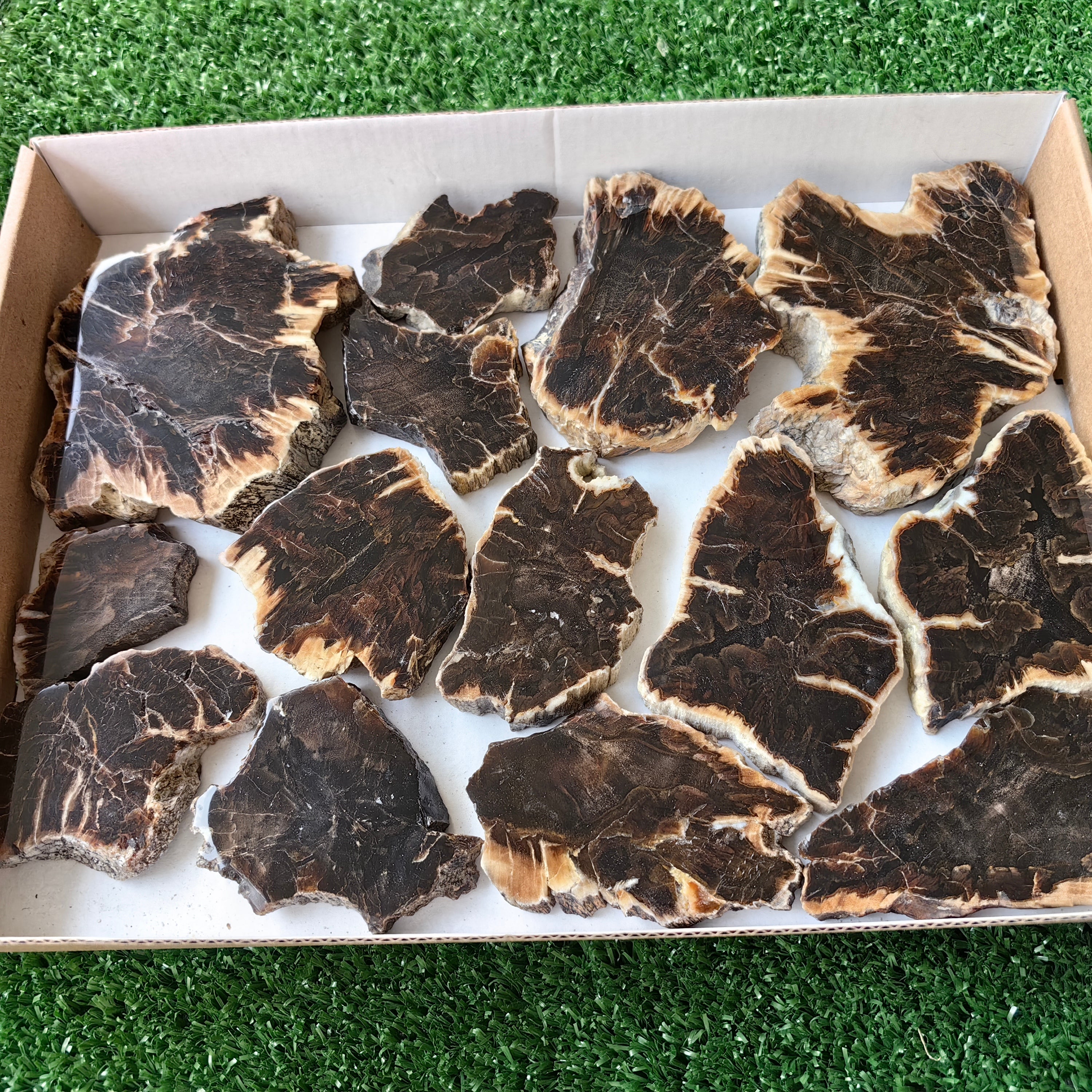 Lot 14 pcs Agatized Fossilized Wood Slices*