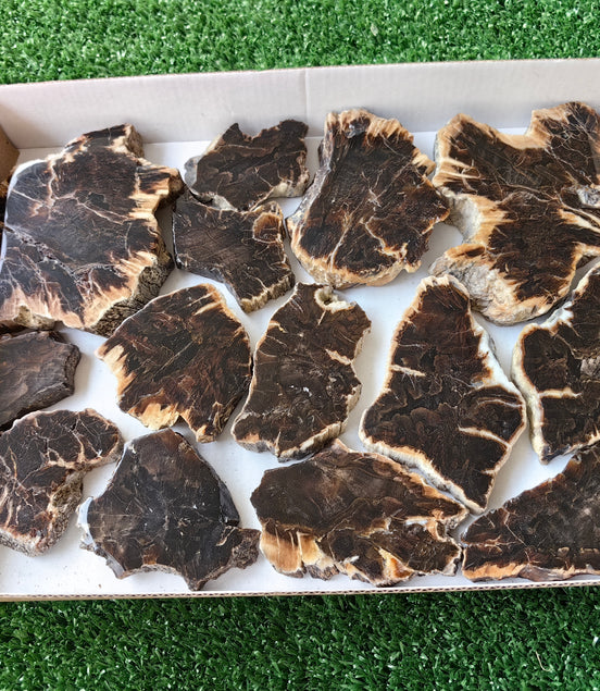 Lot 14 pcs Agatized Fossilized Wood Slices*
