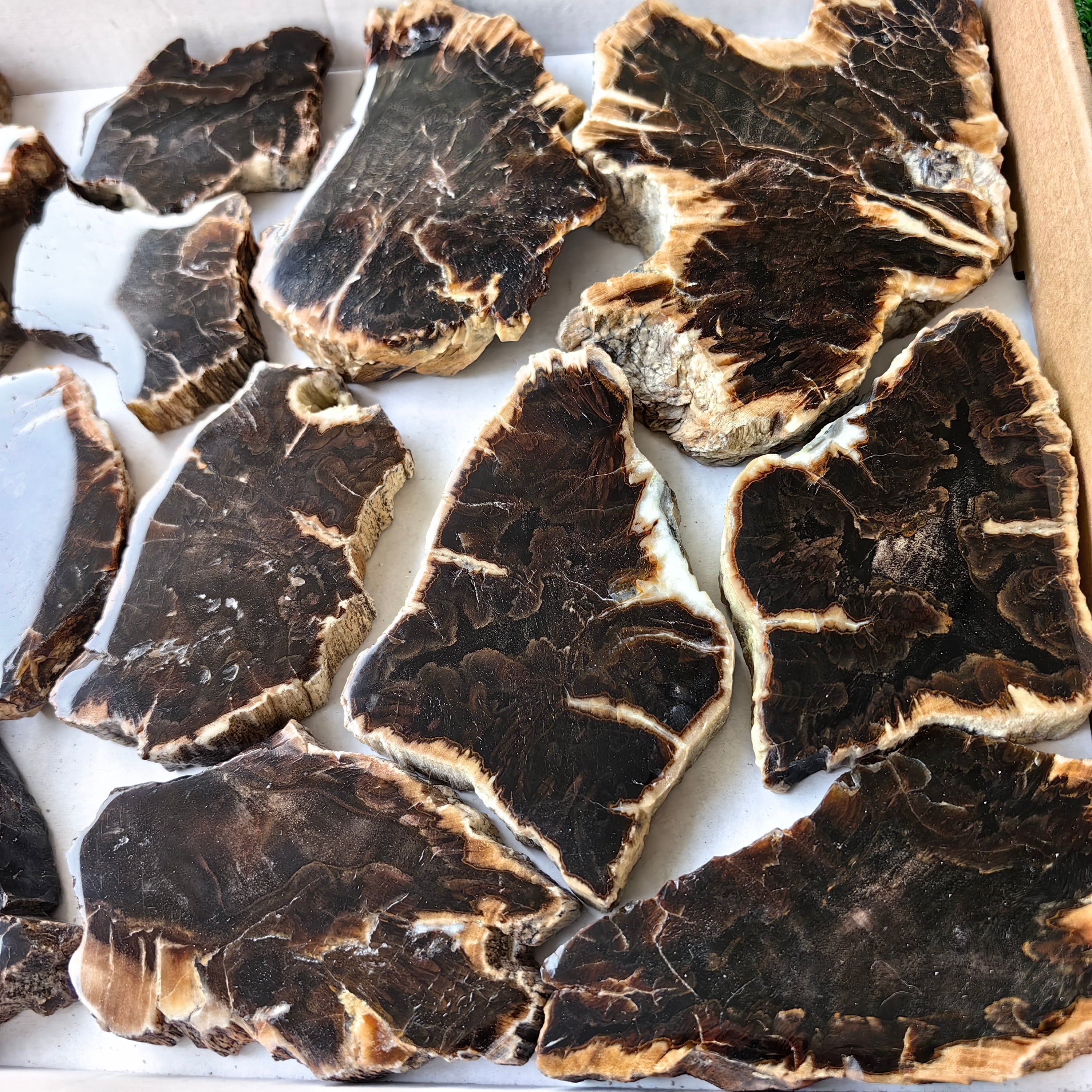 Lot 14 pcs Agatized Fossilized Wood Slices*