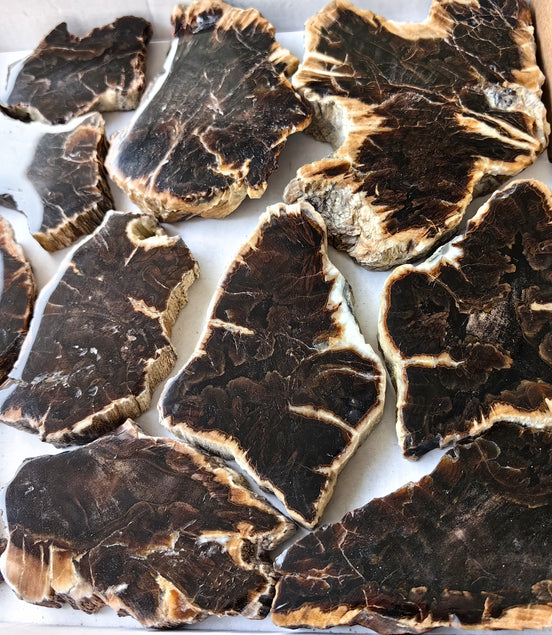 Lot 14 pcs Agatized Fossilized Wood Slices*