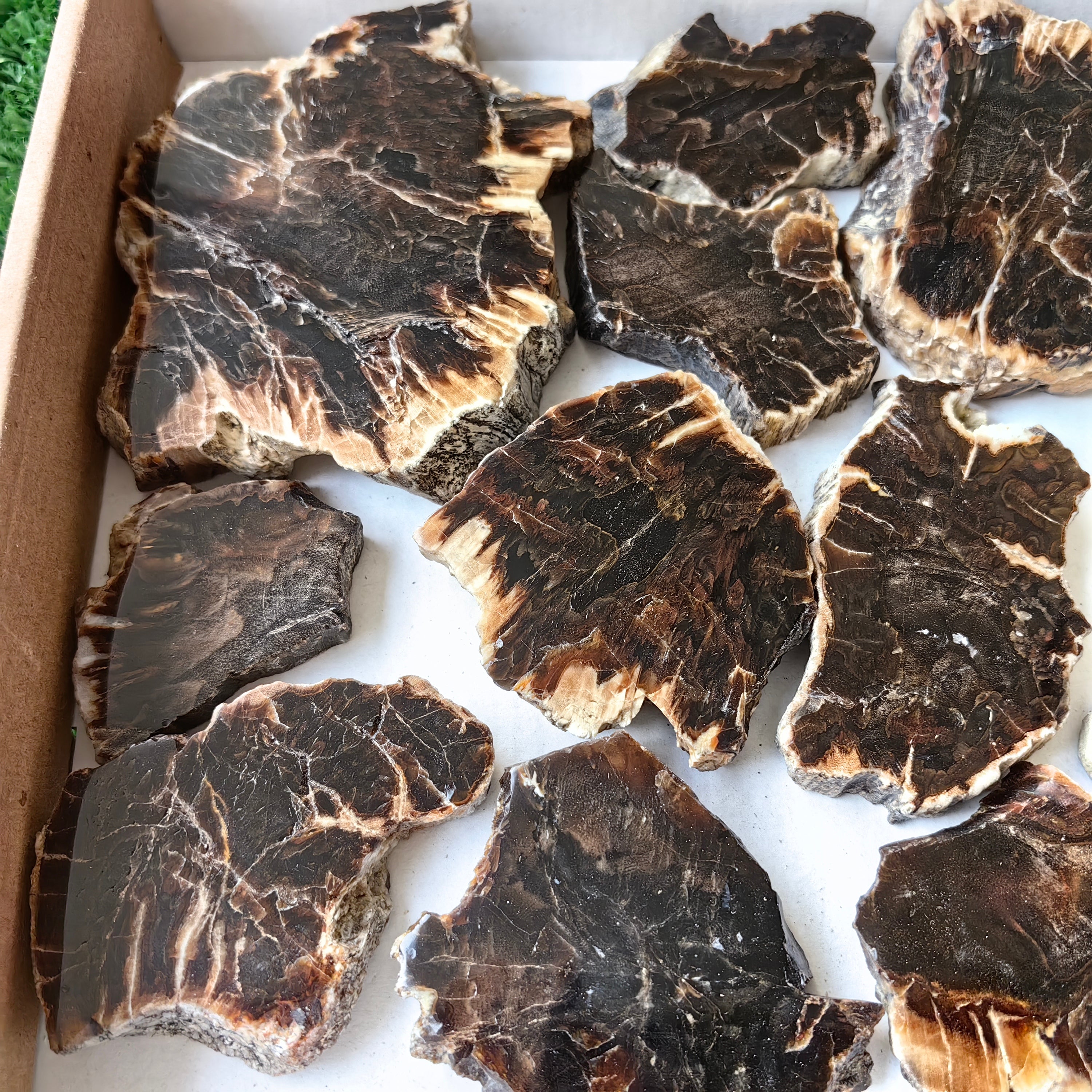 Lot 14 pcs Agatized Fossilized Wood Slices*