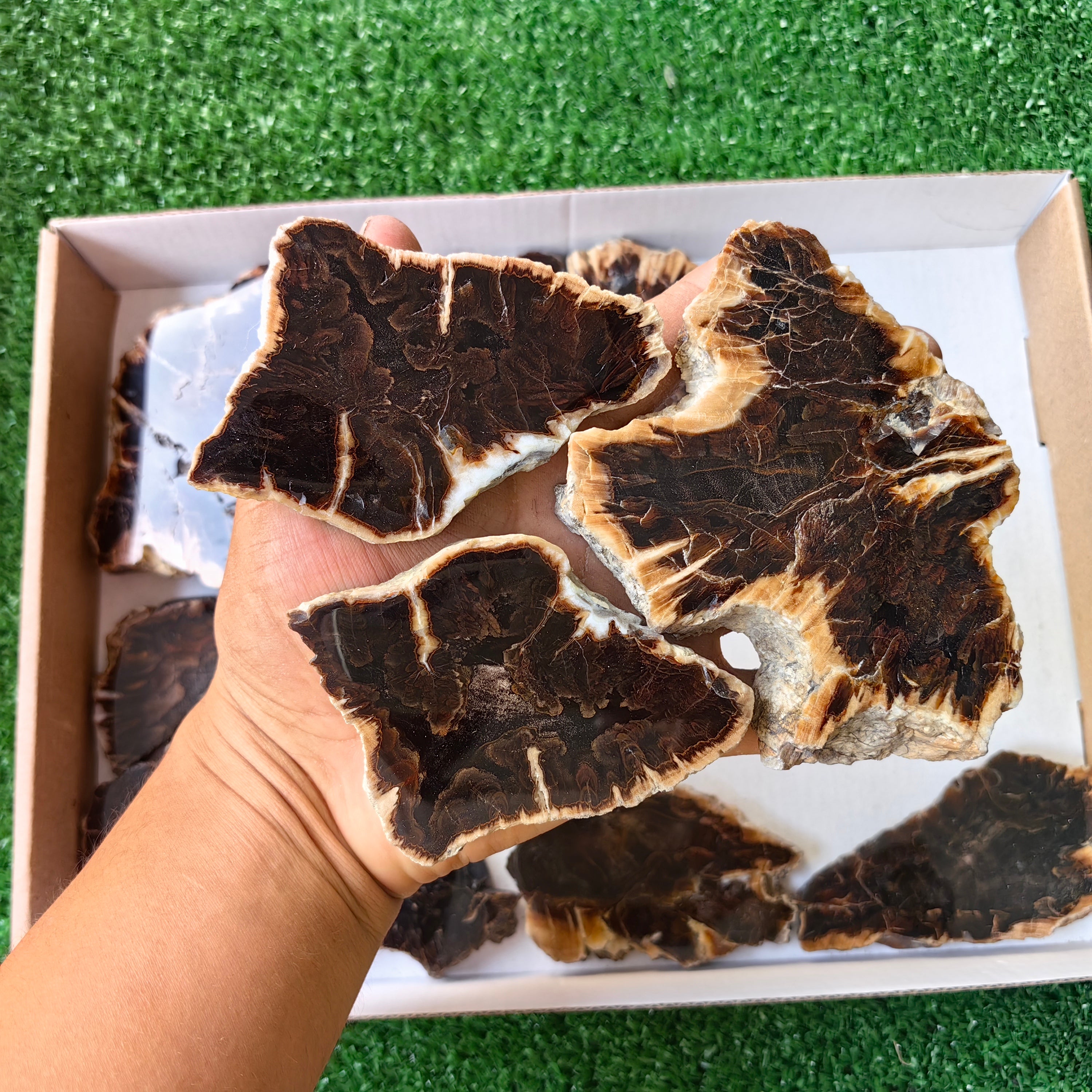 Lot 14 pcs Agatized Fossilized Wood Slices*