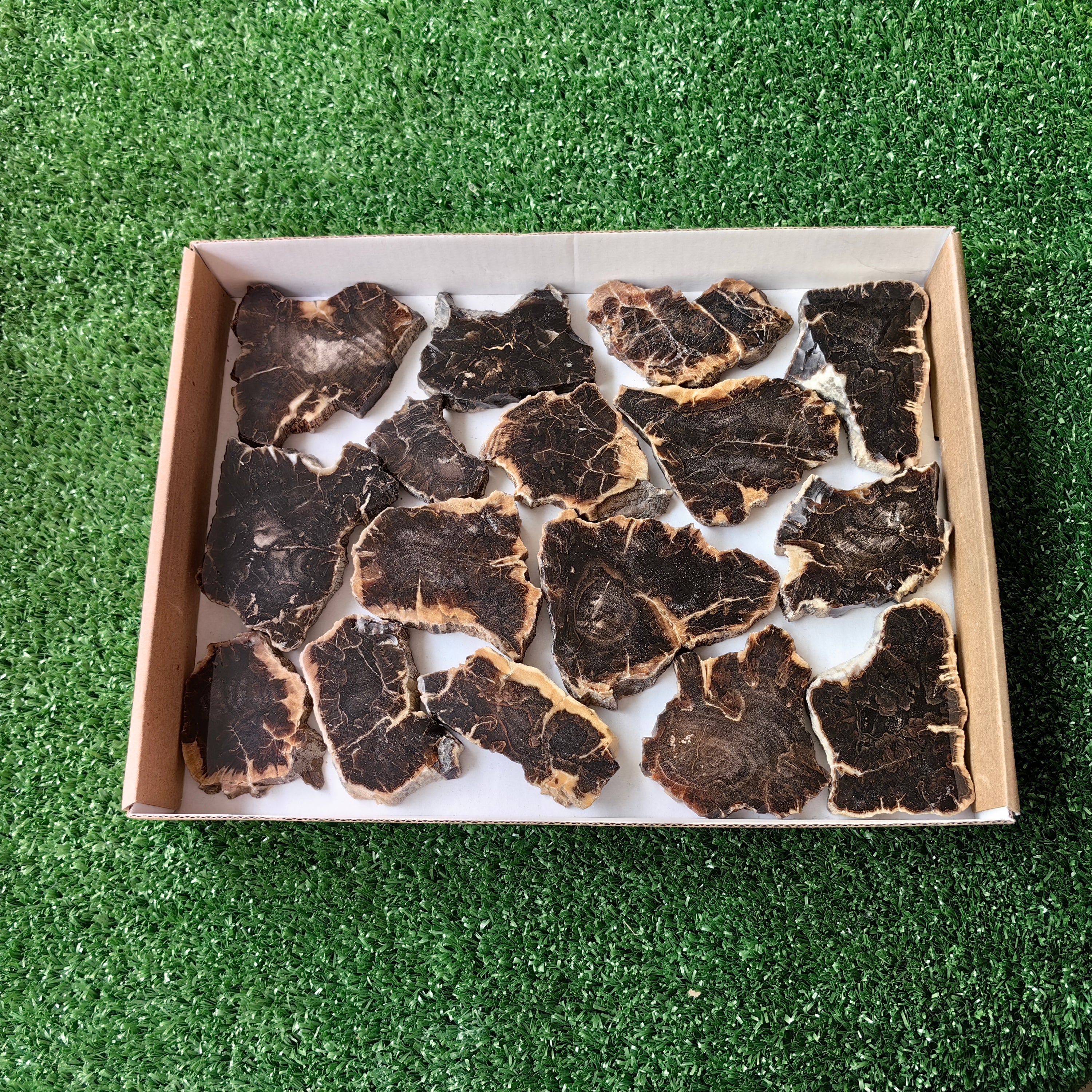 Lot 16 pcs Agatized Fossilized Wood Slices*