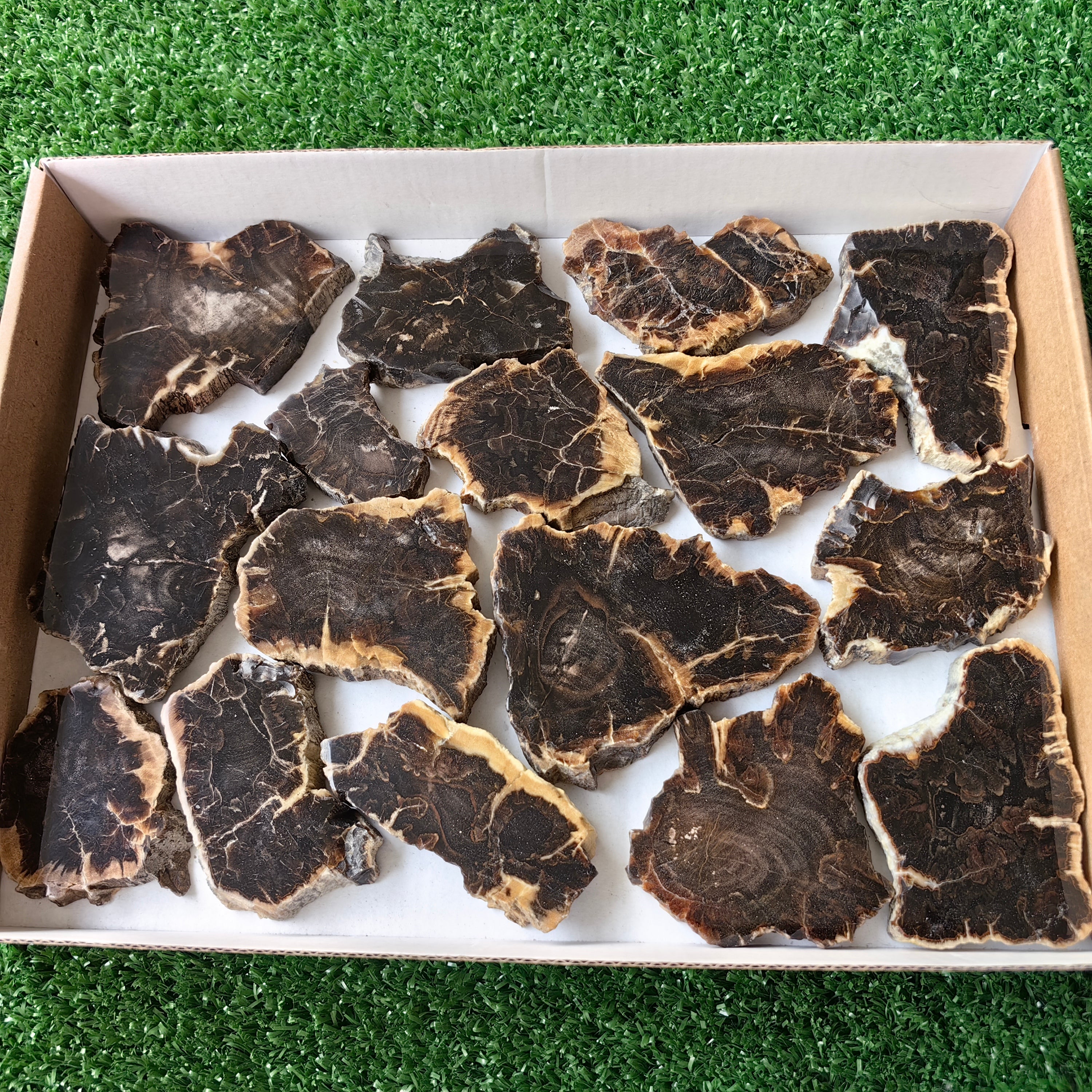 Lot 16 pcs Agatized Fossilized Wood Slices*