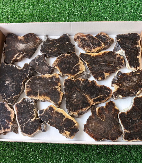 Lot 16 pcs Agatized Fossilized Wood Slices*