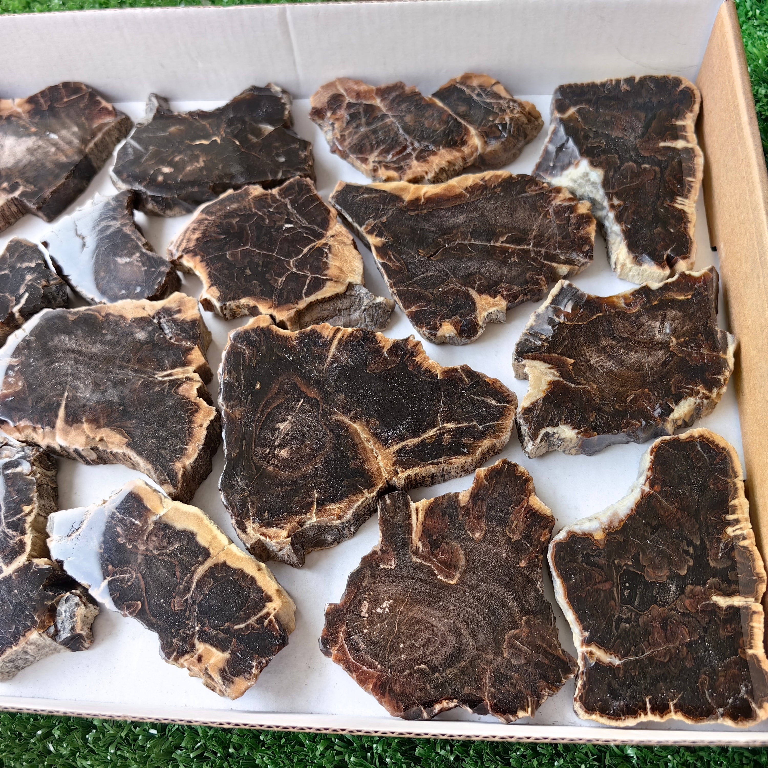 Lot 16 pcs Agatized Fossilized Wood Slices*