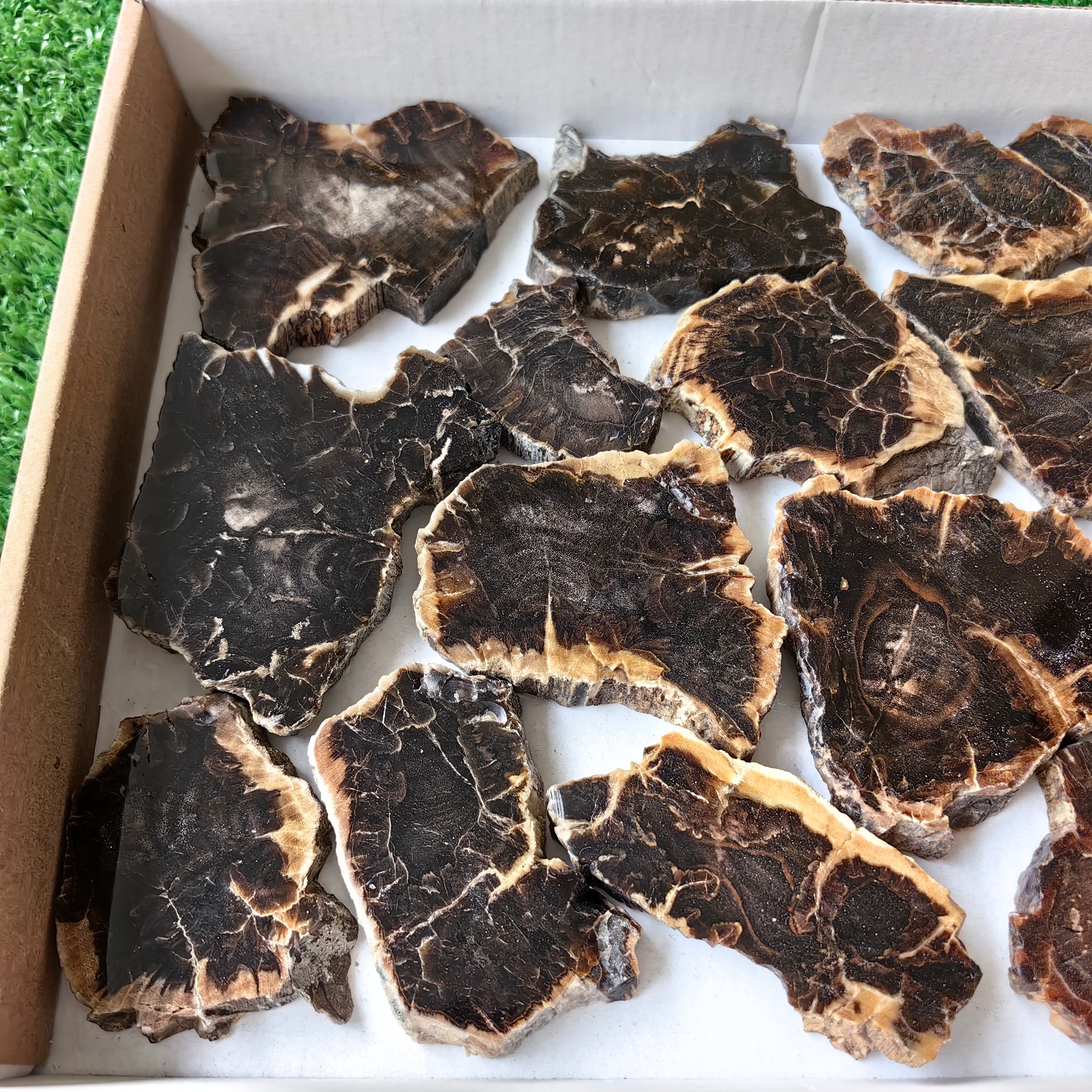 Lot 16 pcs Agatized Fossilized Wood Slices*