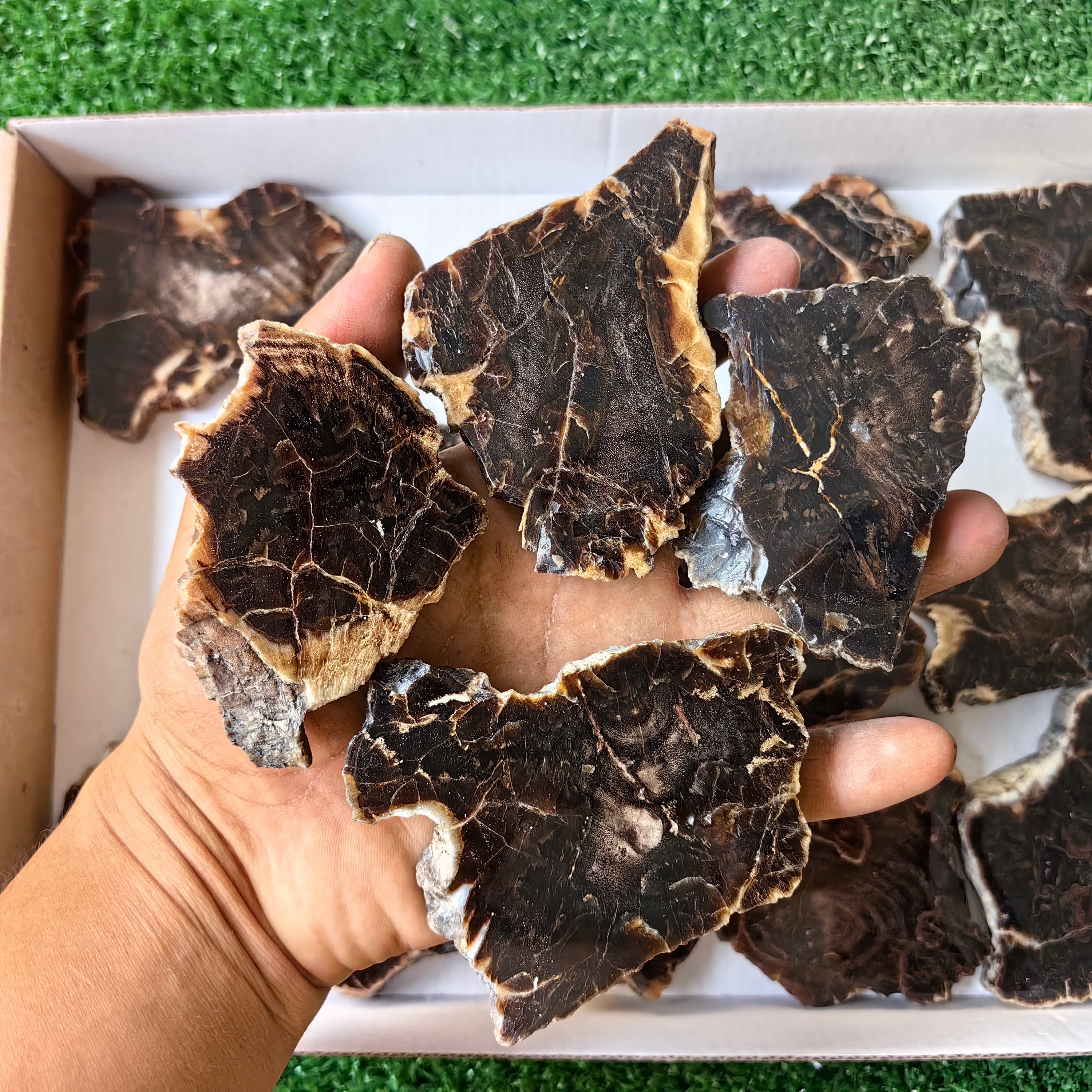 Lot 16 pcs Agatized Fossilized Wood Slices*