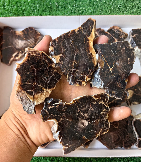 Lot 16 pcs Agatized Fossilized Wood Slices*