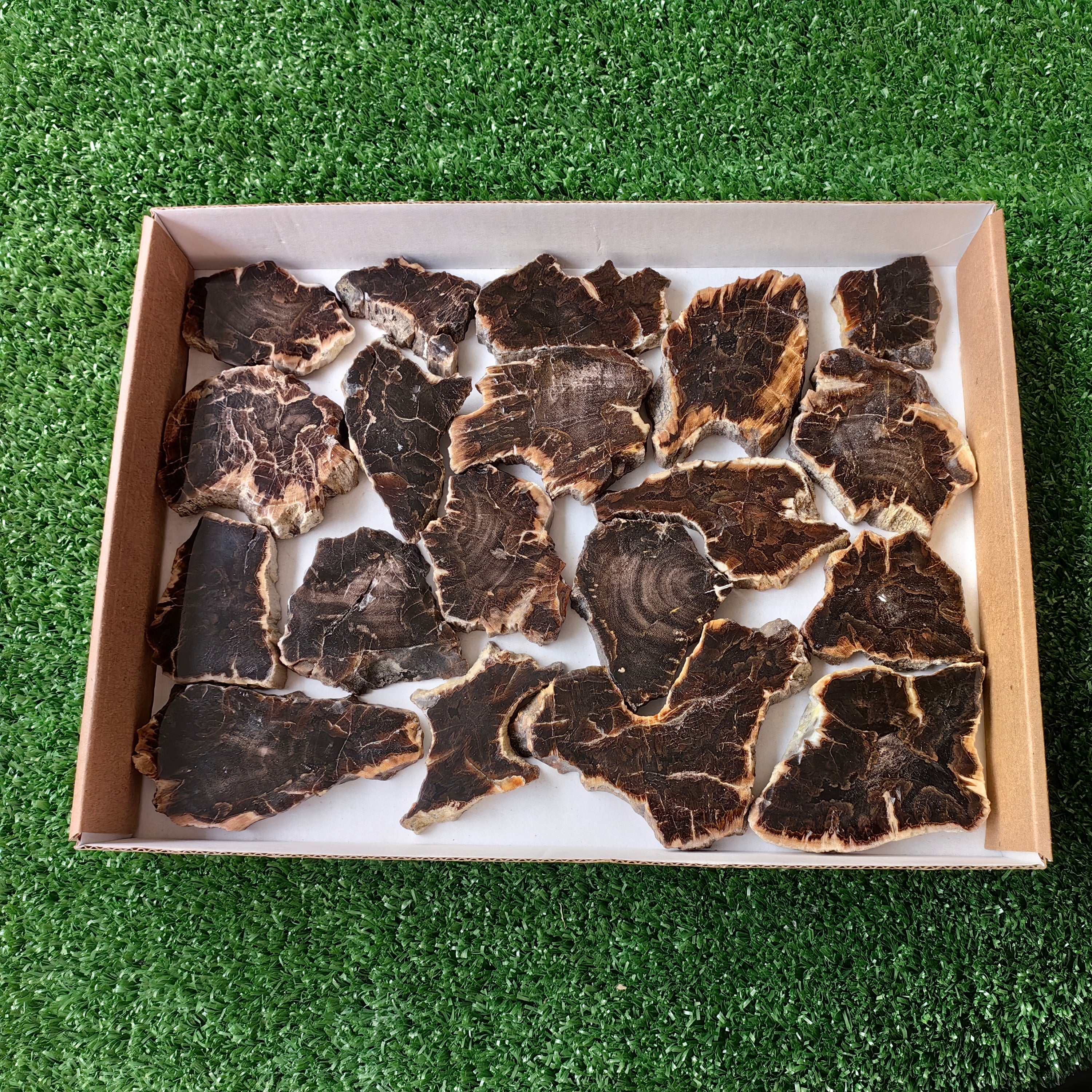 Lot 19 pcs Agatized Fossilized Wood Slices*