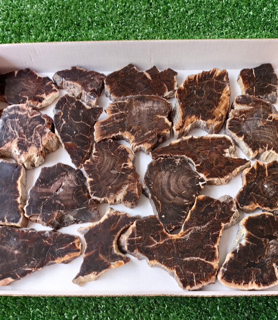 Lot 19 pcs Agatized Fossilized Wood Slices*