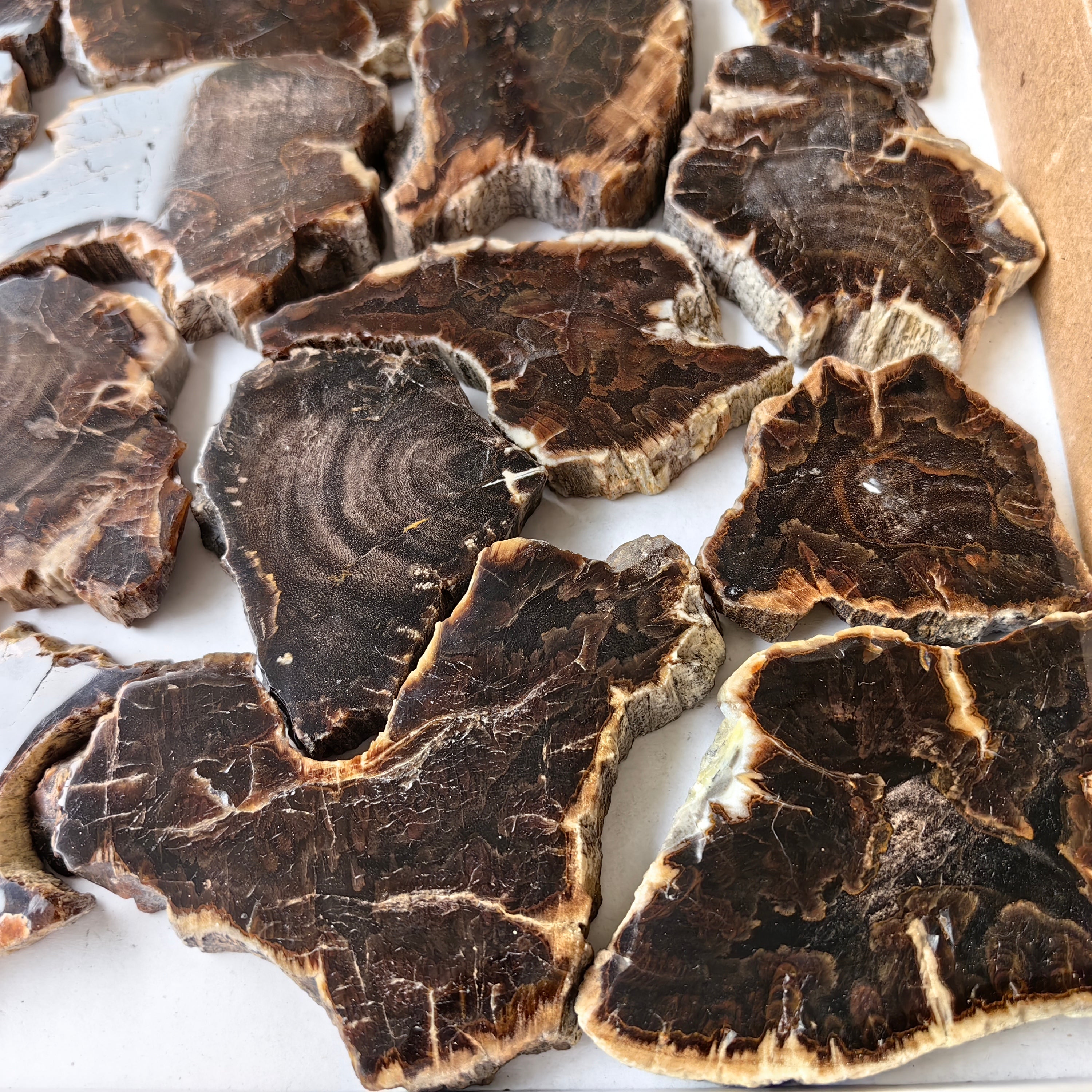 Lot 19 pcs Agatized Fossilized Wood Slices*