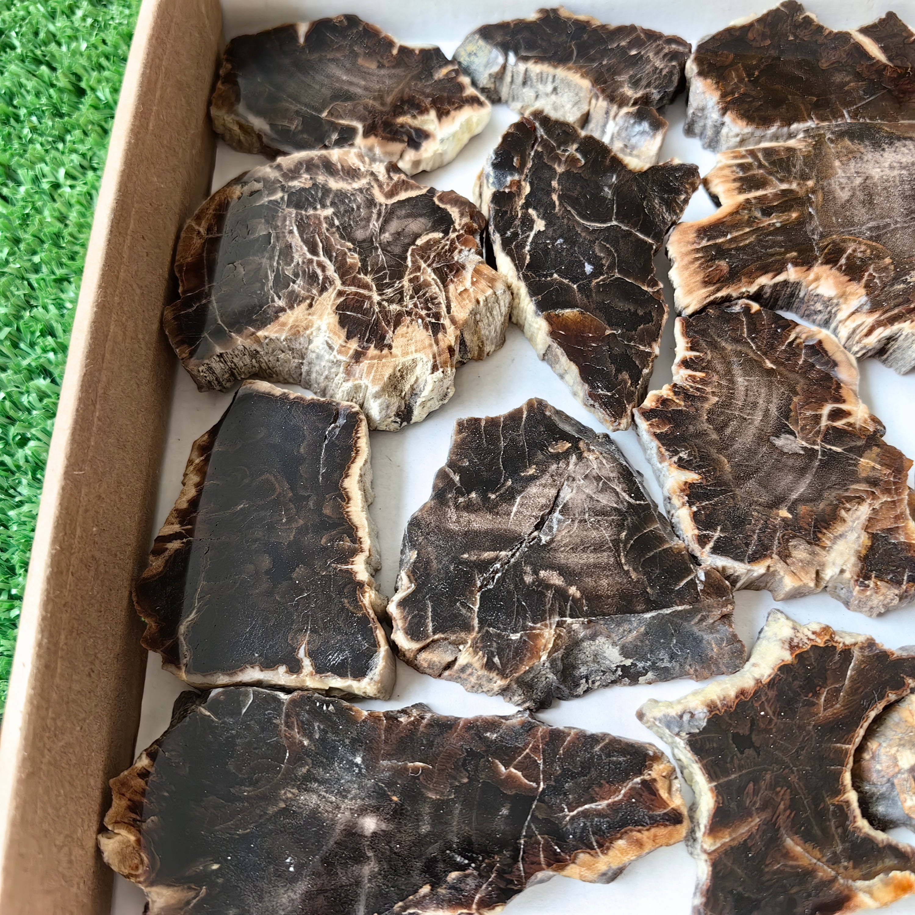 Lot 19 pcs Agatized Fossilized Wood Slices*