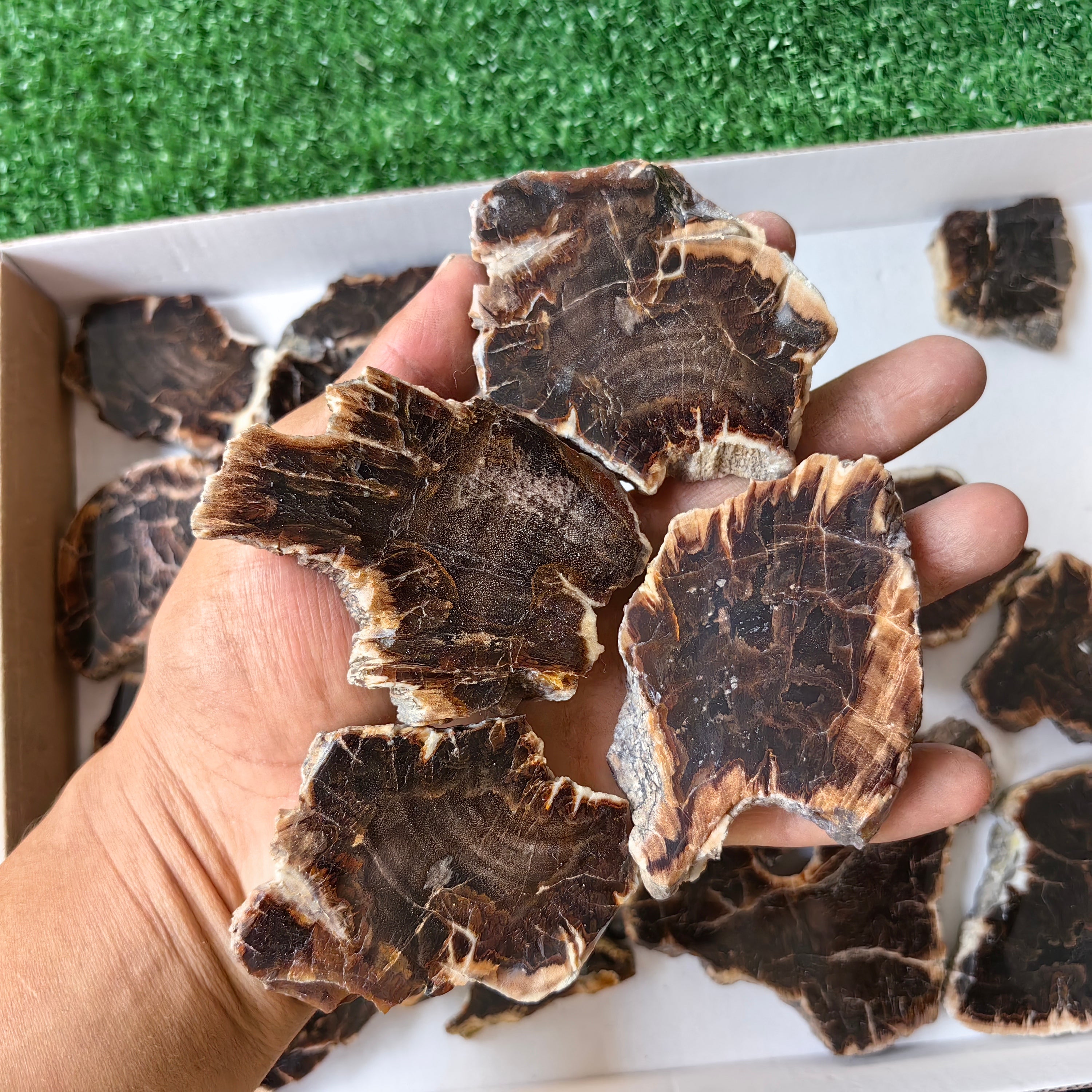 Lot 19 pcs Agatized Fossilized Wood Slices*