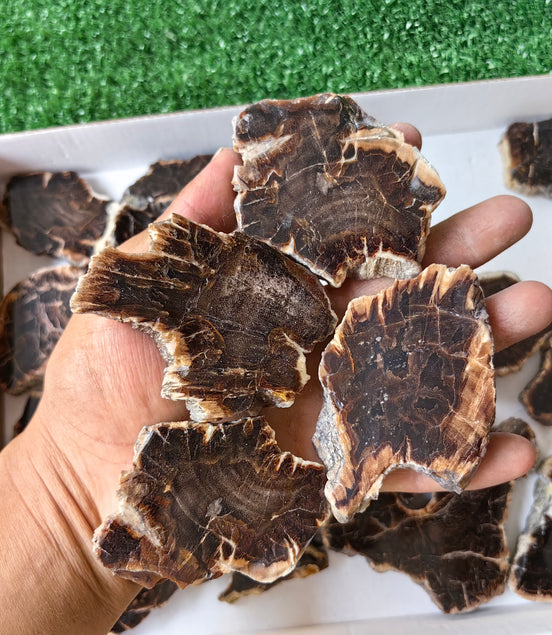 Lot 19 pcs Agatized Fossilized Wood Slices*