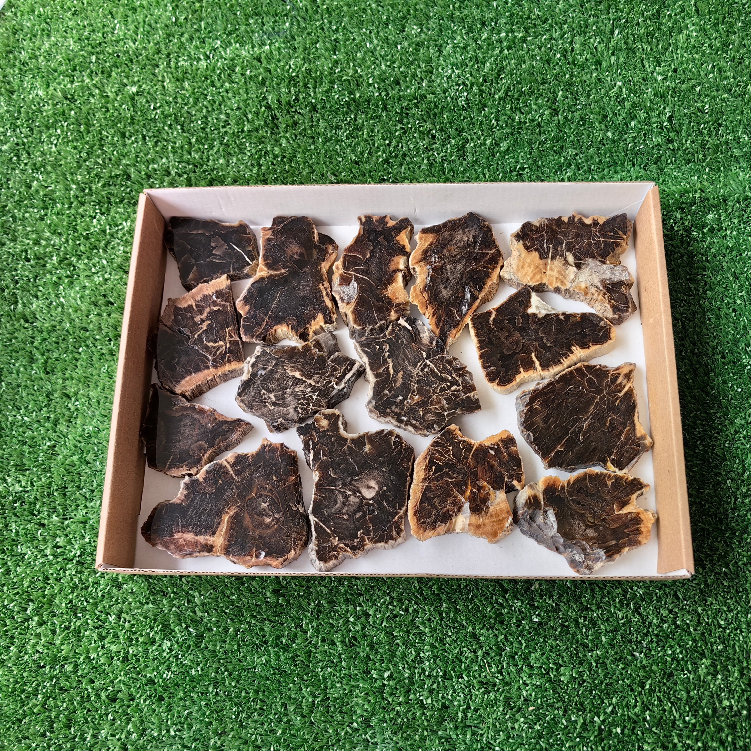 Lot 15 pcs Agatized Fossilized Wood Slices*