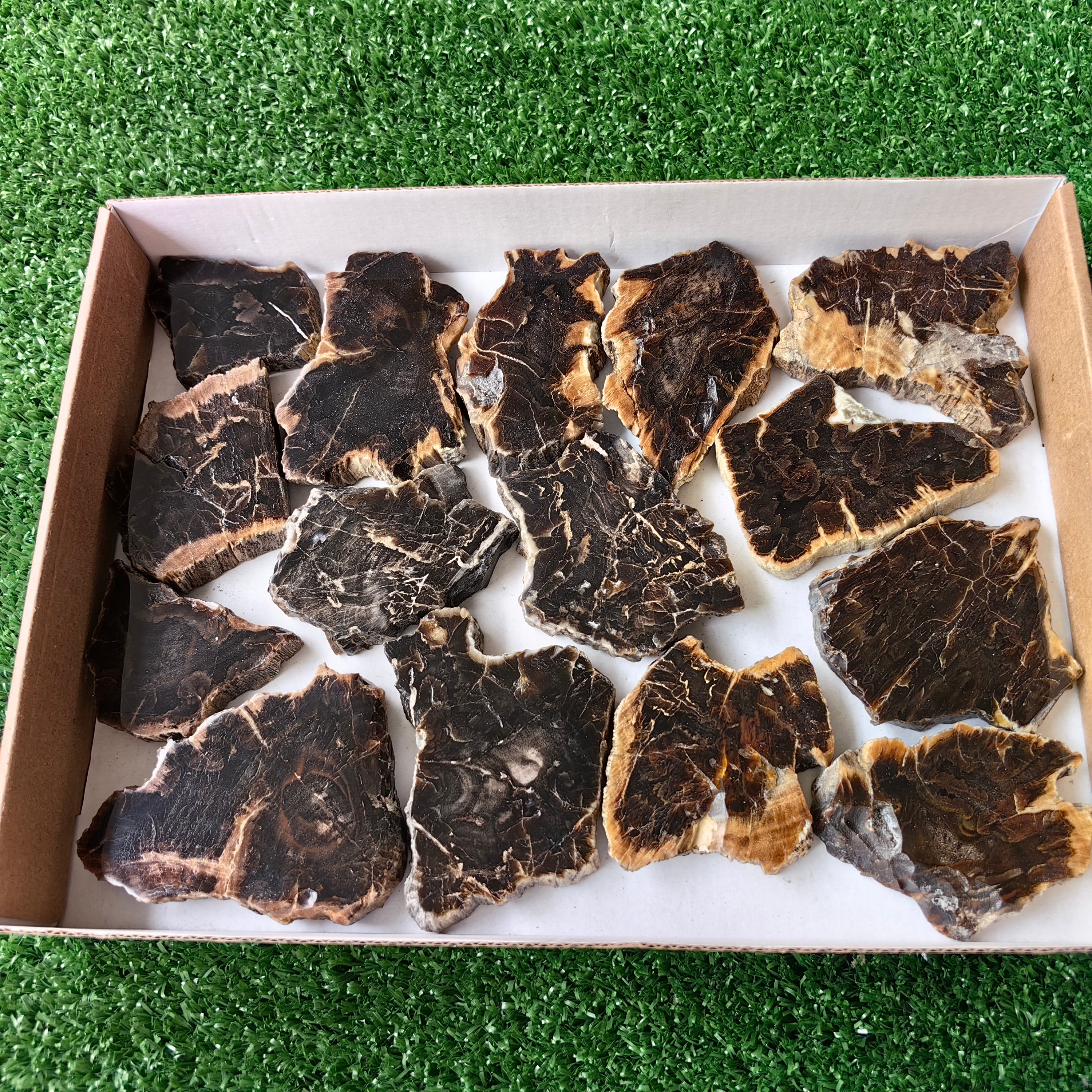 Lot 15 pcs Agatized Fossilized Wood Slices*