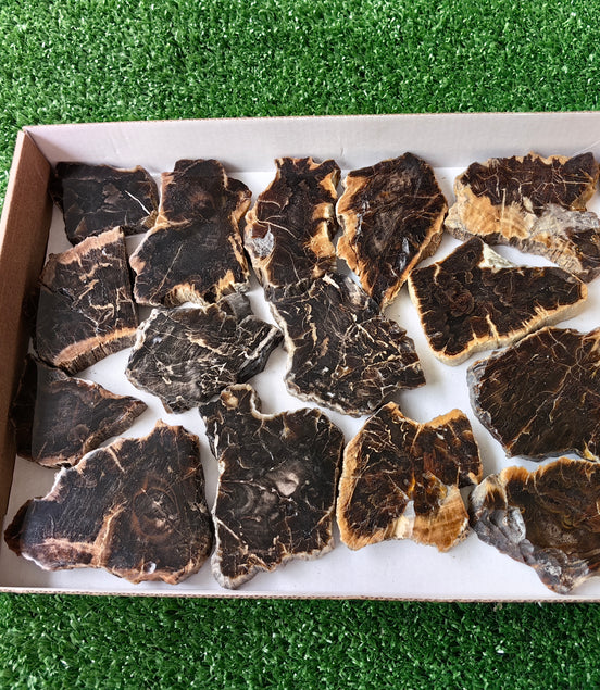 Lot 15 pcs Agatized Fossilized Wood Slices*