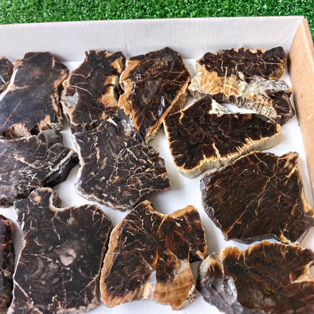 Lot 15 pcs Agatized Fossilized Wood Slices*