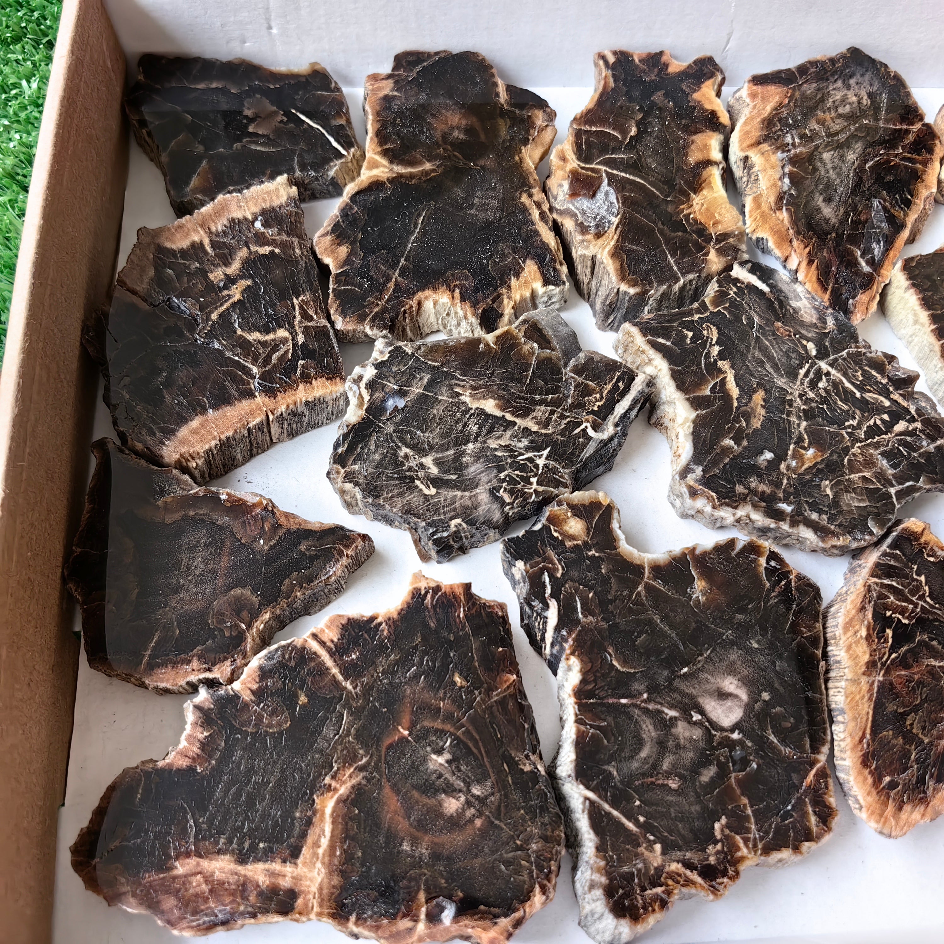 Lot 15 pcs Agatized Fossilized Wood Slices*