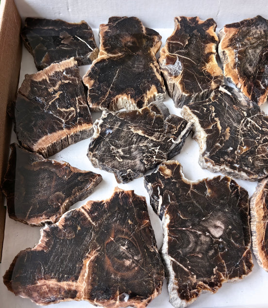 Lot 15 pcs Agatized Fossilized Wood Slices*