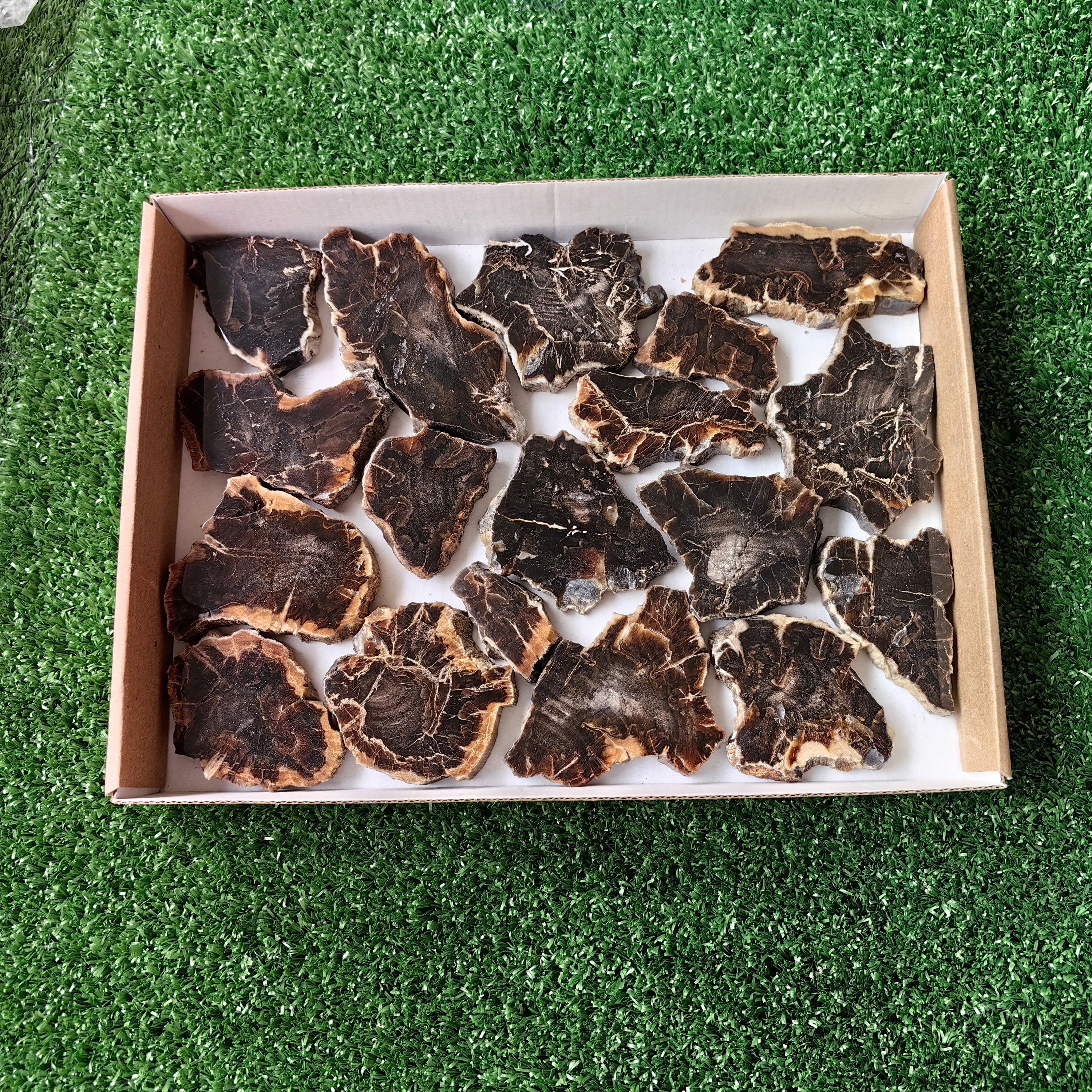 Lot 18 pcs Agatized Fossilized Wood Slices*