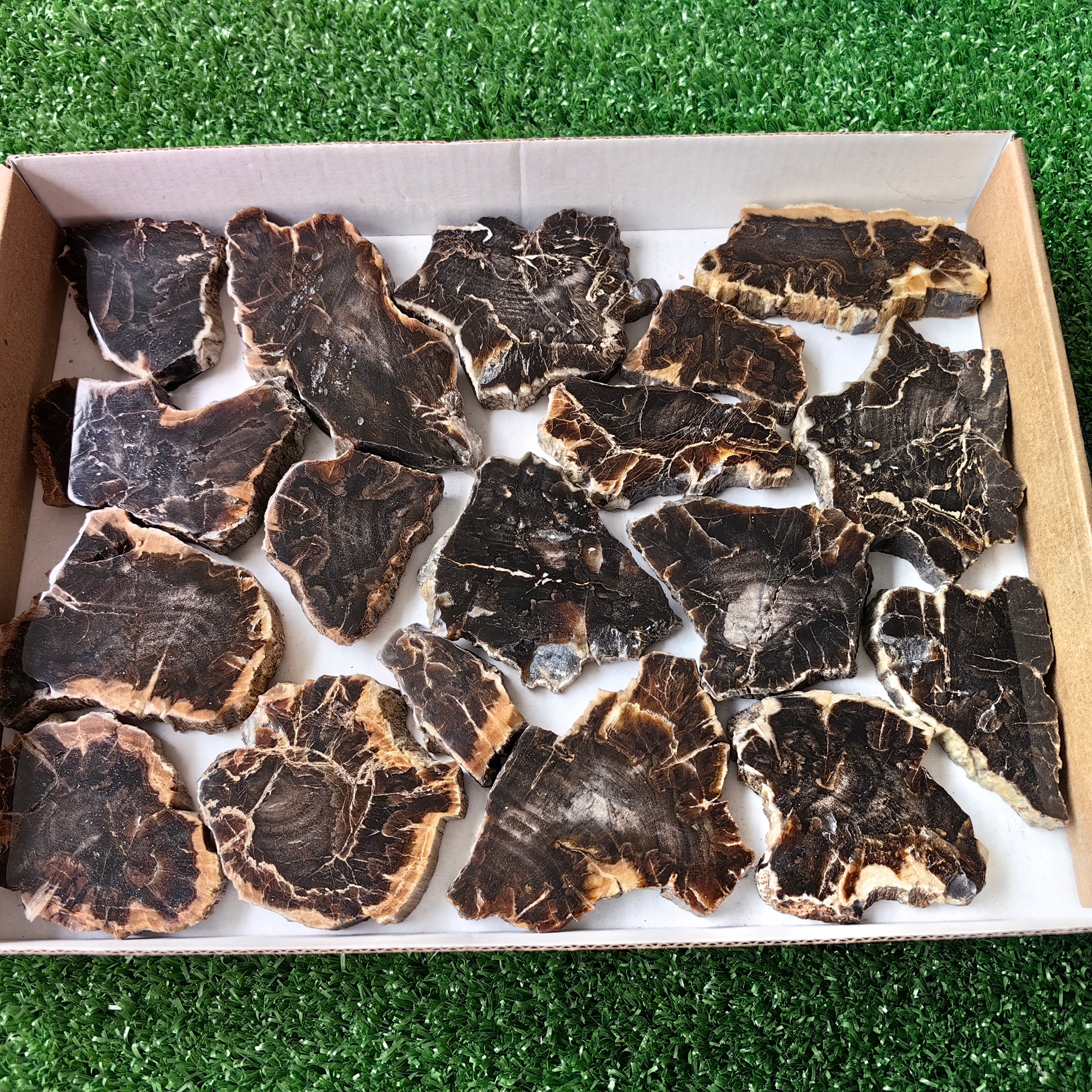 Lot 18 pcs Agatized Fossilized Wood Slices*