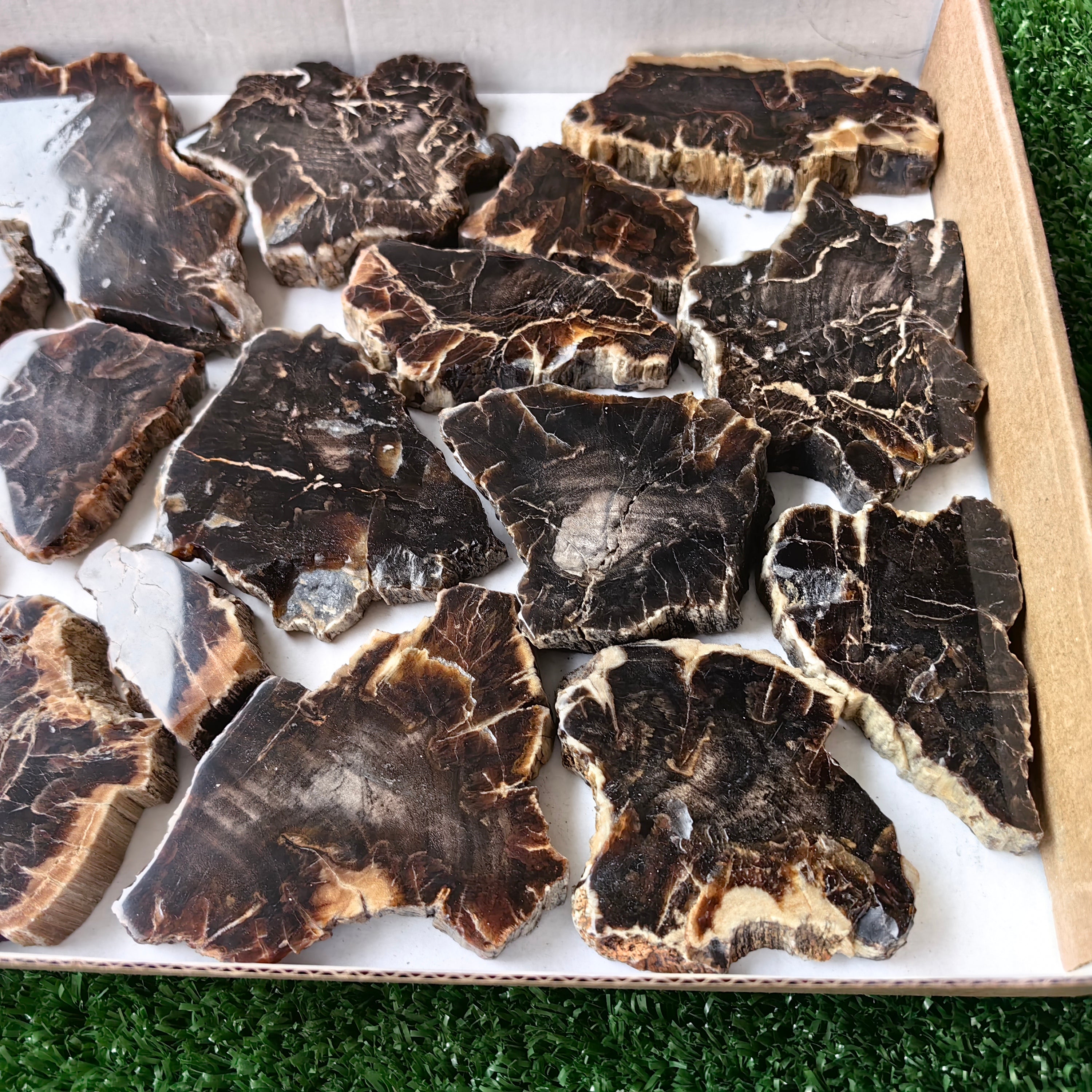 Lot 18 pcs Agatized Fossilized Wood Slices*