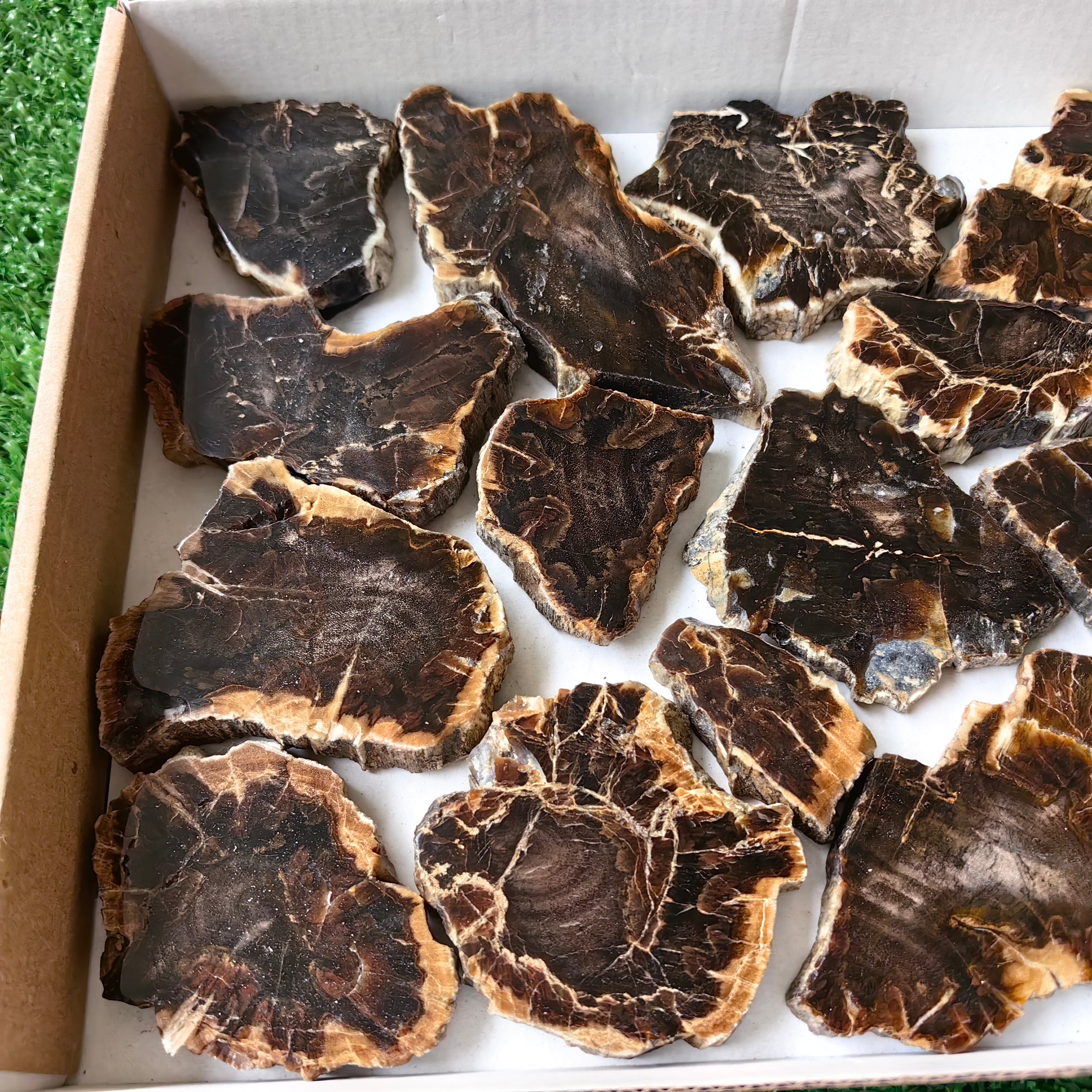 Lot 18 pcs Agatized Fossilized Wood Slices*