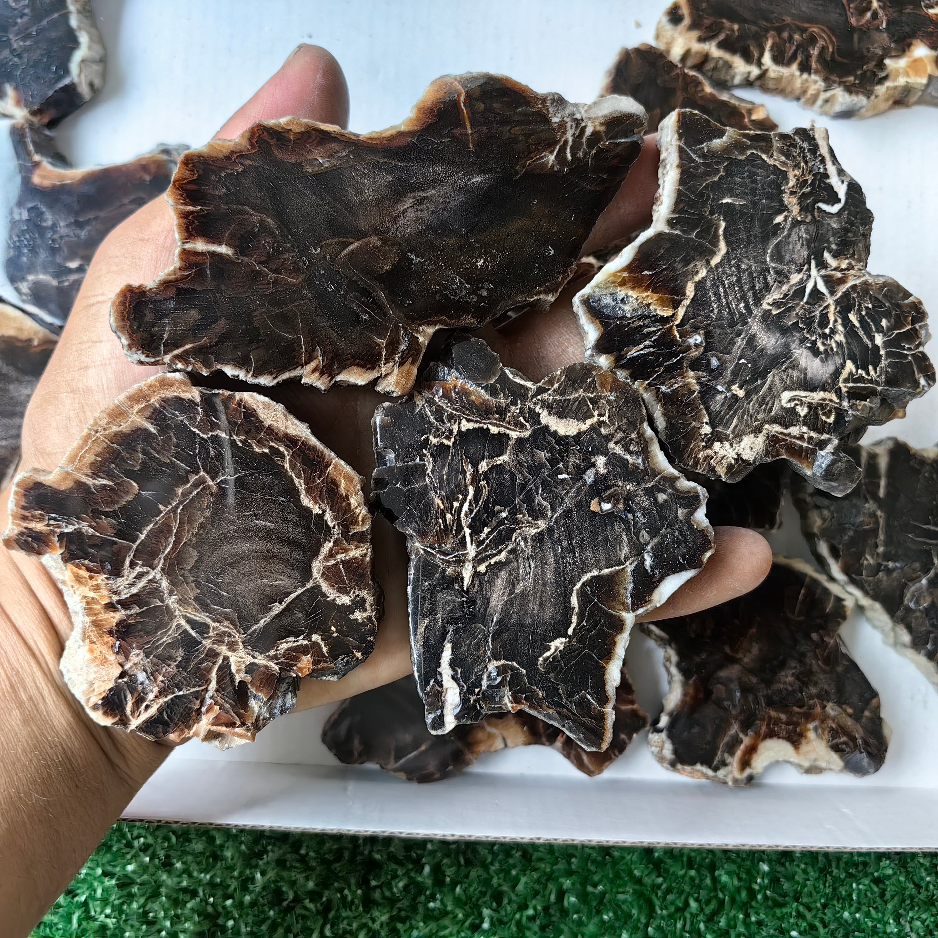 Lot 18 pcs Agatized Fossilized Wood Slices*