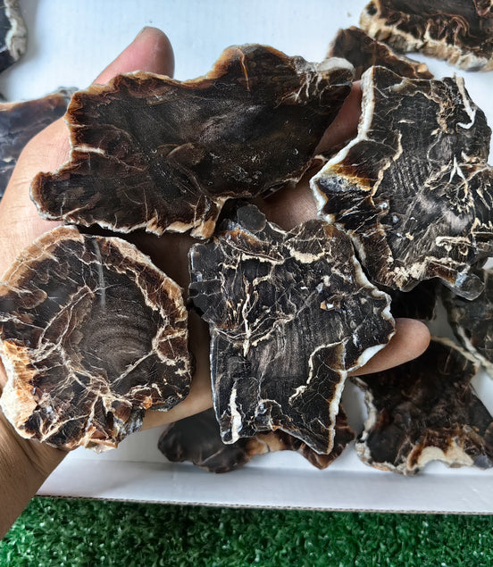 Lot 18 pcs Agatized Fossilized Wood Slices*