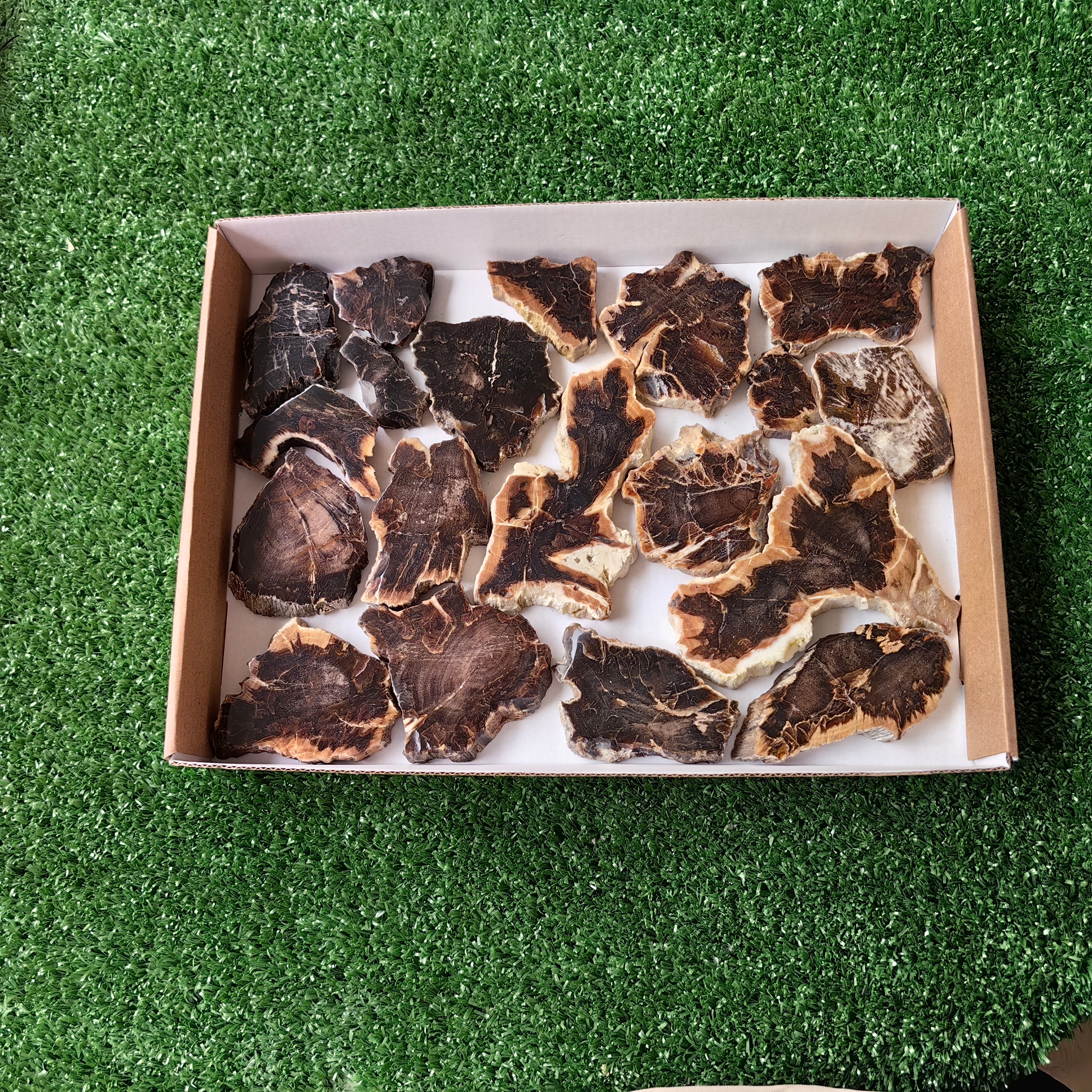 Lot 19 pcs Agatized Fossilized Wood Slices*