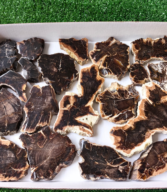 Lot 19 pcs Agatized Fossilized Wood Slices*