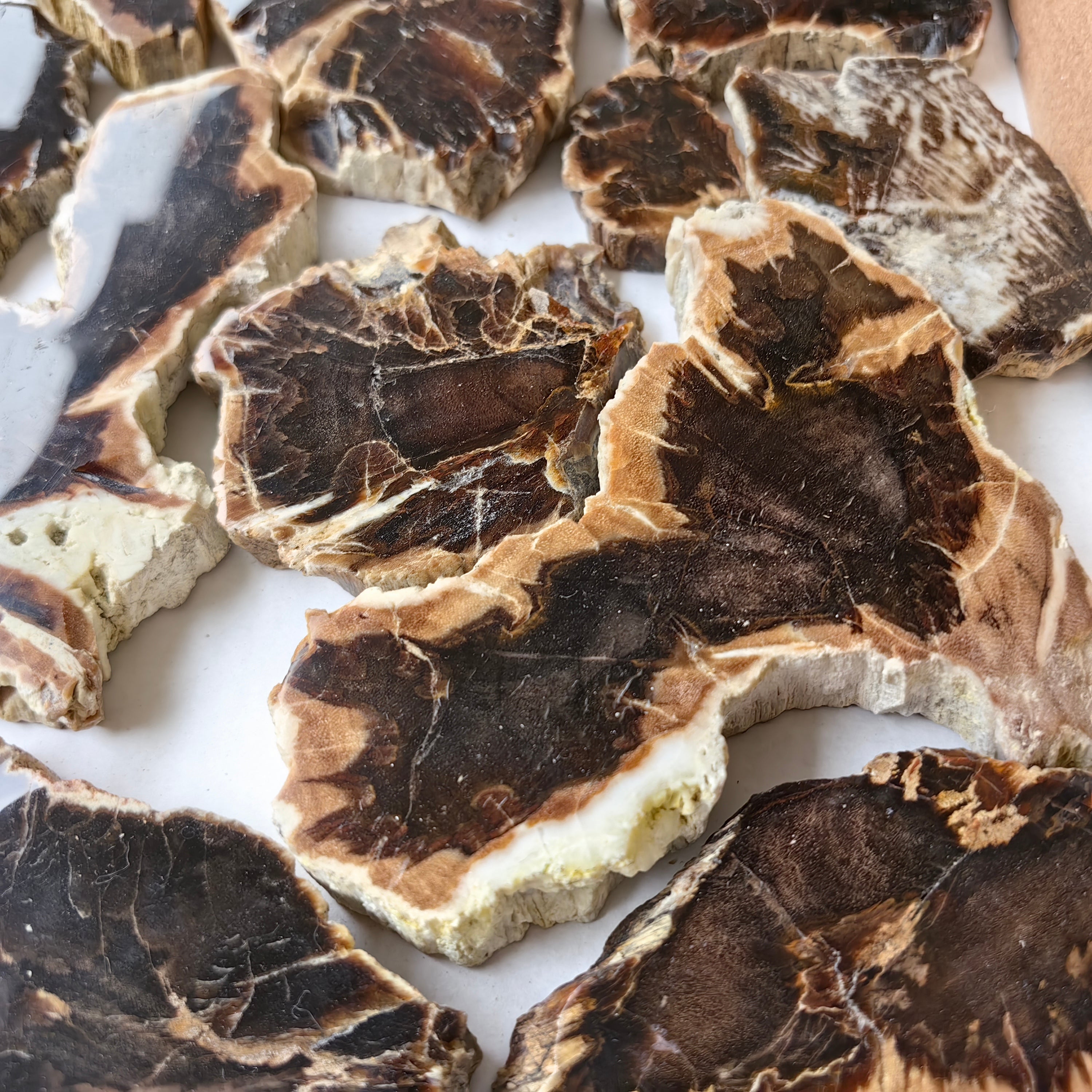 Lot 19 pcs Agatized Fossilized Wood Slices*