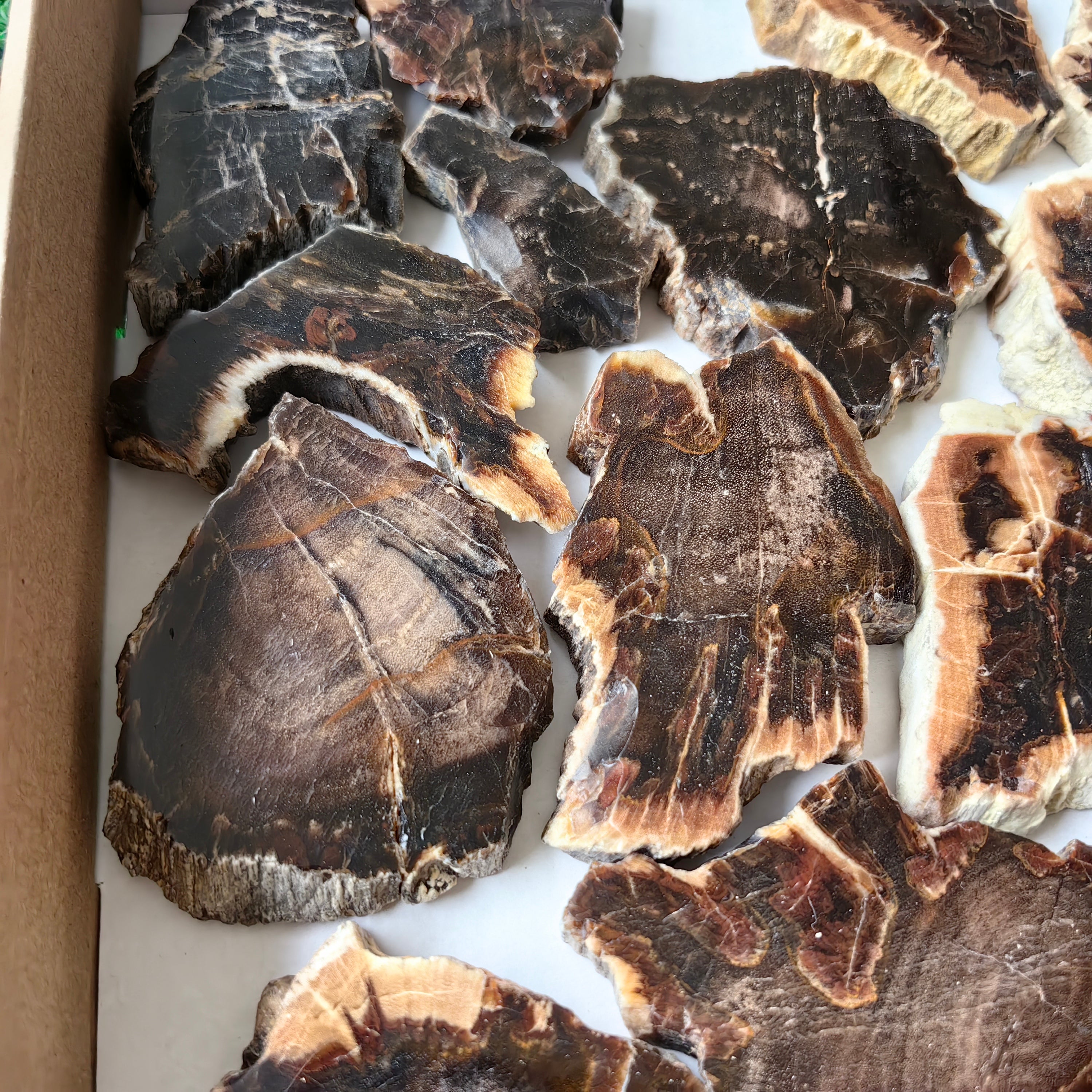 Lot 19 pcs Agatized Fossilized Wood Slices*