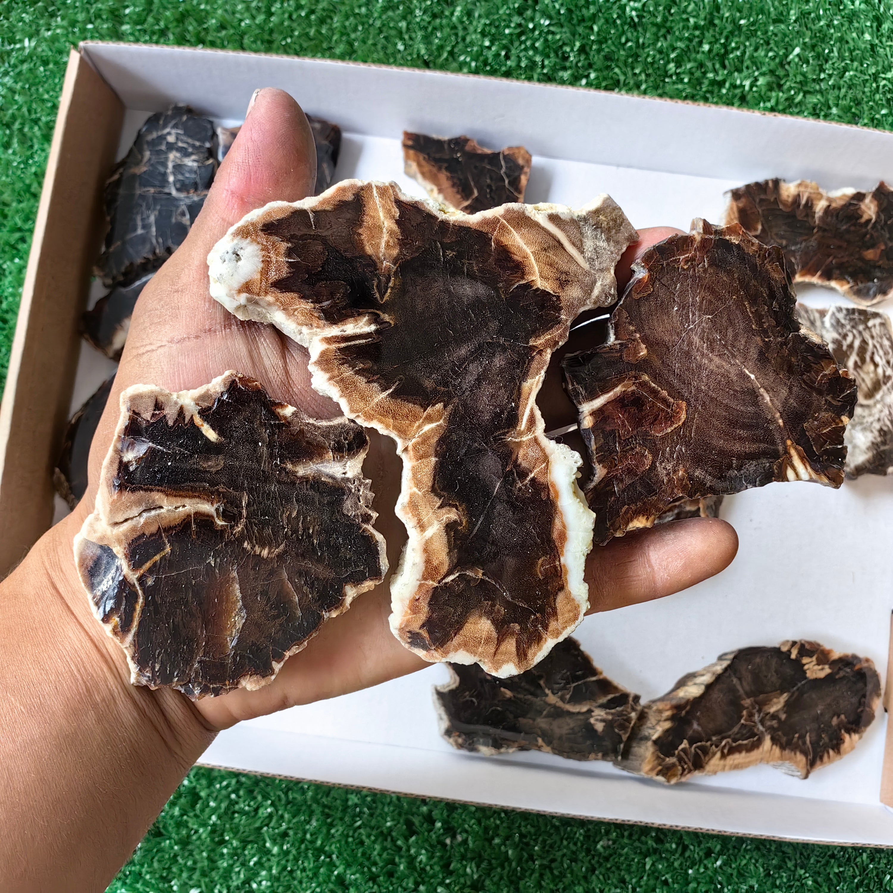 Lot 19 pcs Agatized Fossilized Wood Slices*