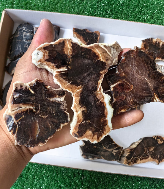 Lot 19 pcs Agatized Fossilized Wood Slices*