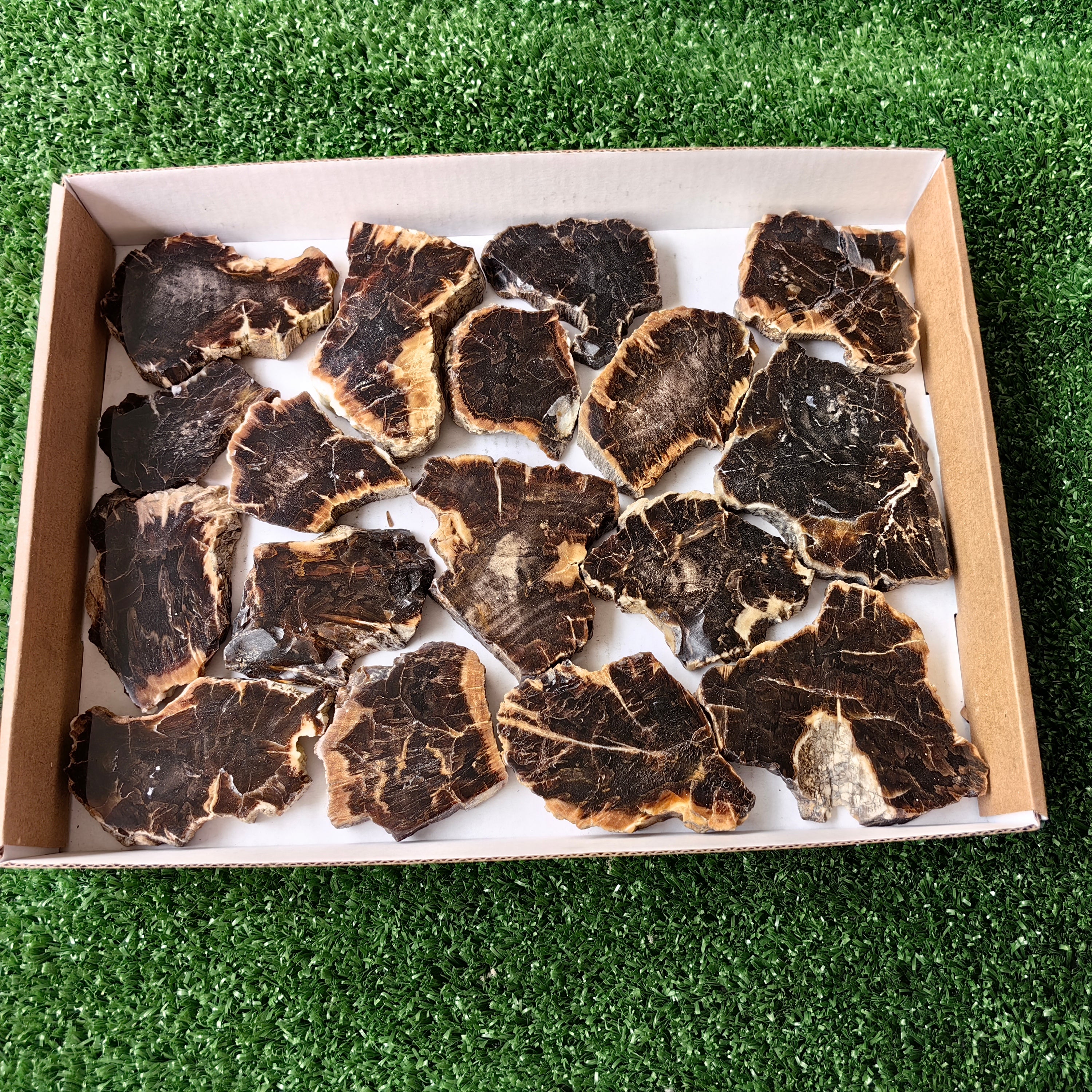 Lot 17 pcs Agatized Fossilized Wood Slices*