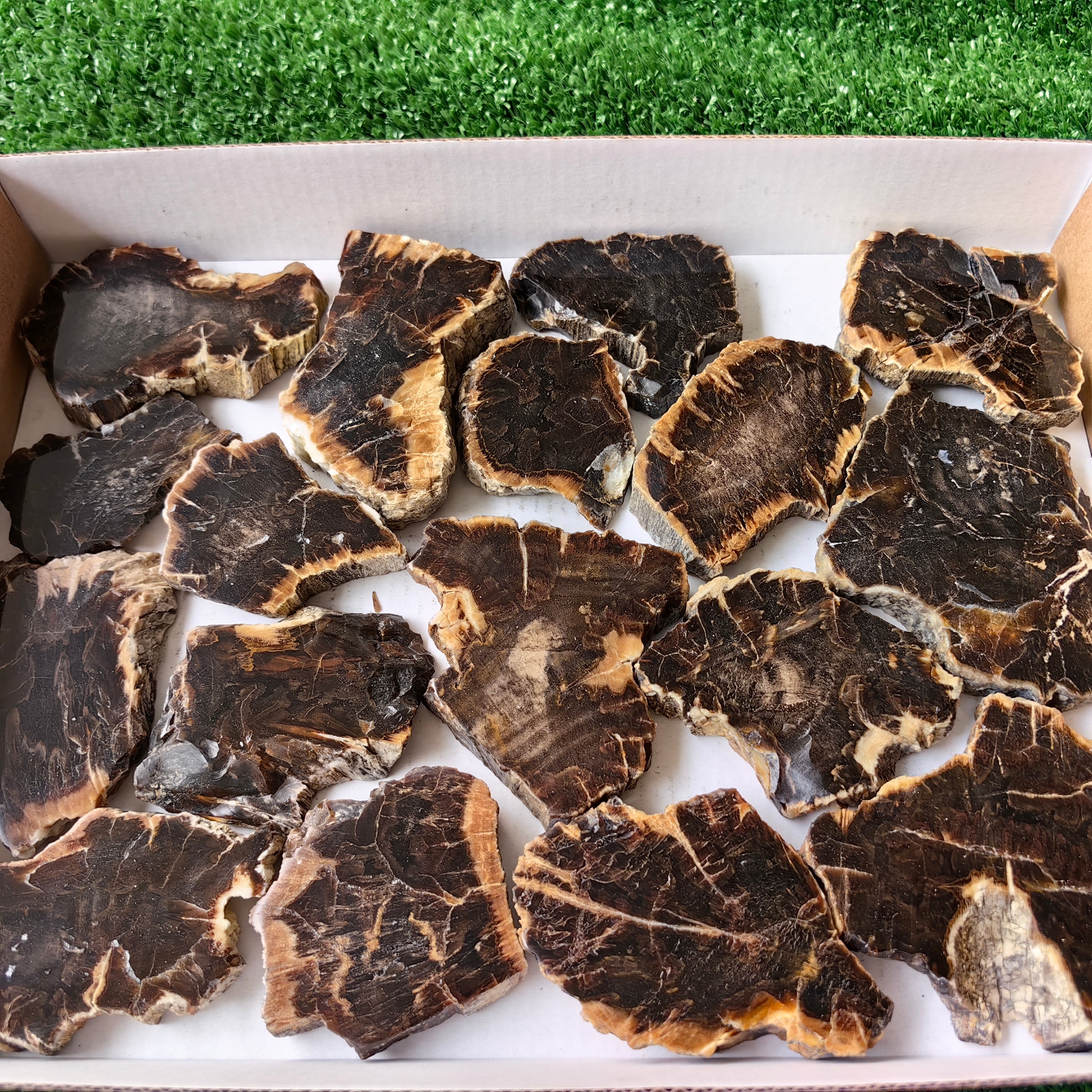 Lot 17 pcs Agatized Fossilized Wood Slices*