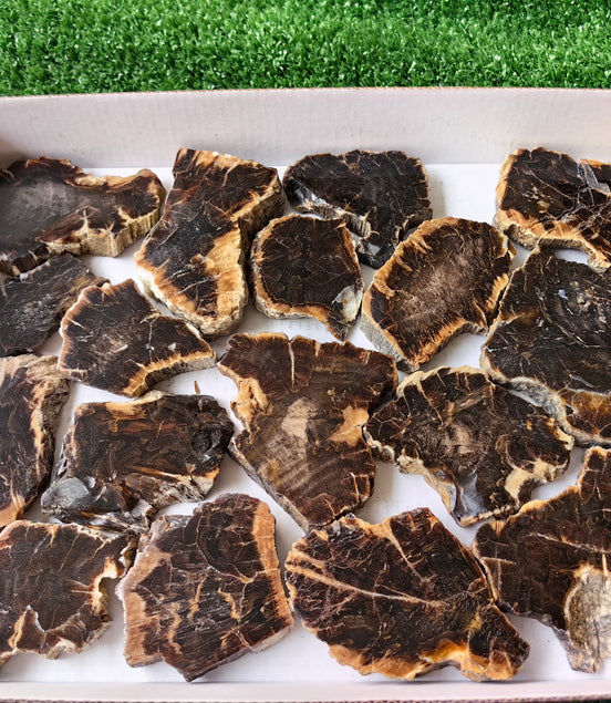 Lot 17 pcs Agatized Fossilized Wood Slices*