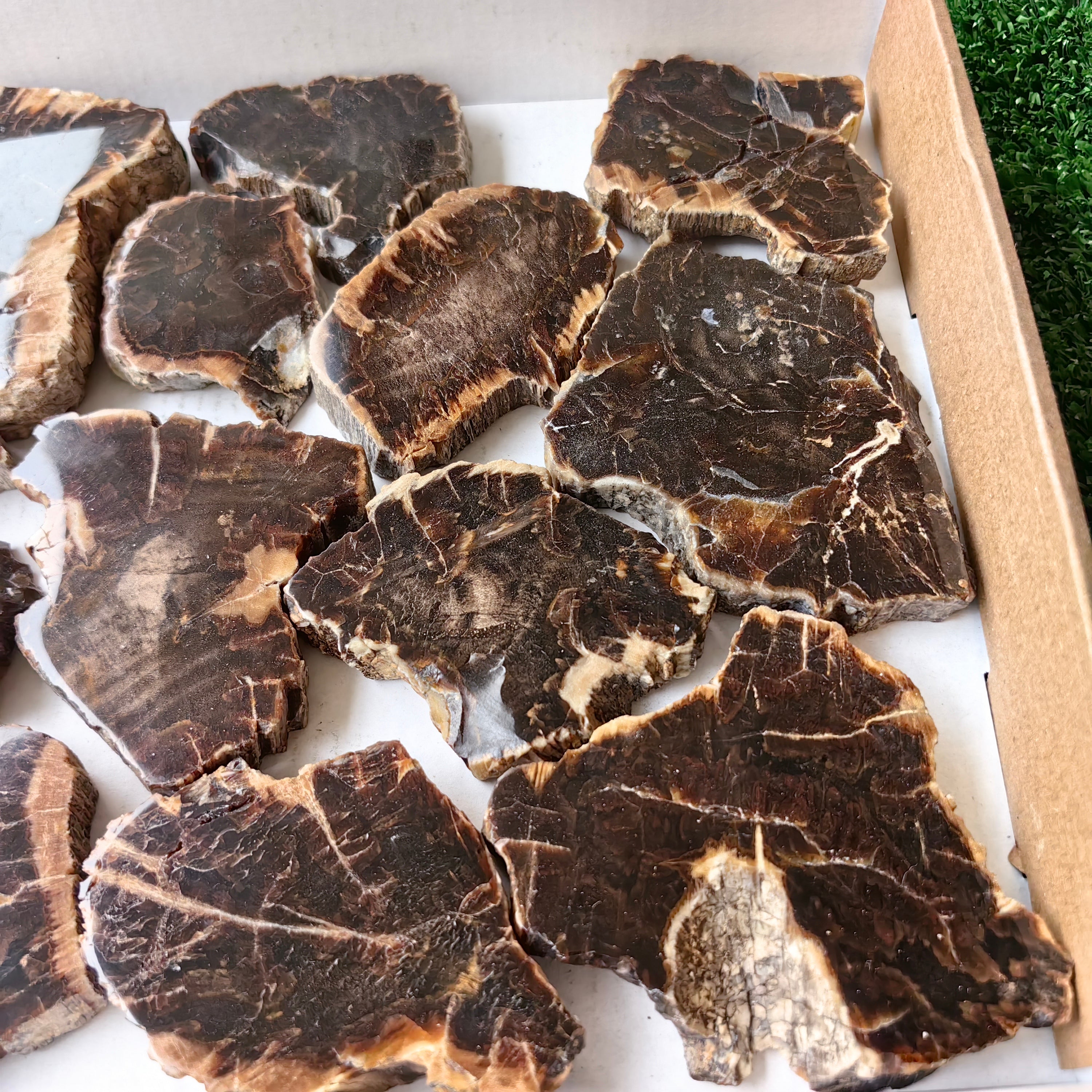 Lot 17 pcs Agatized Fossilized Wood Slices*
