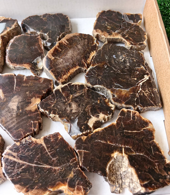 Lot 17 pcs Agatized Fossilized Wood Slices*