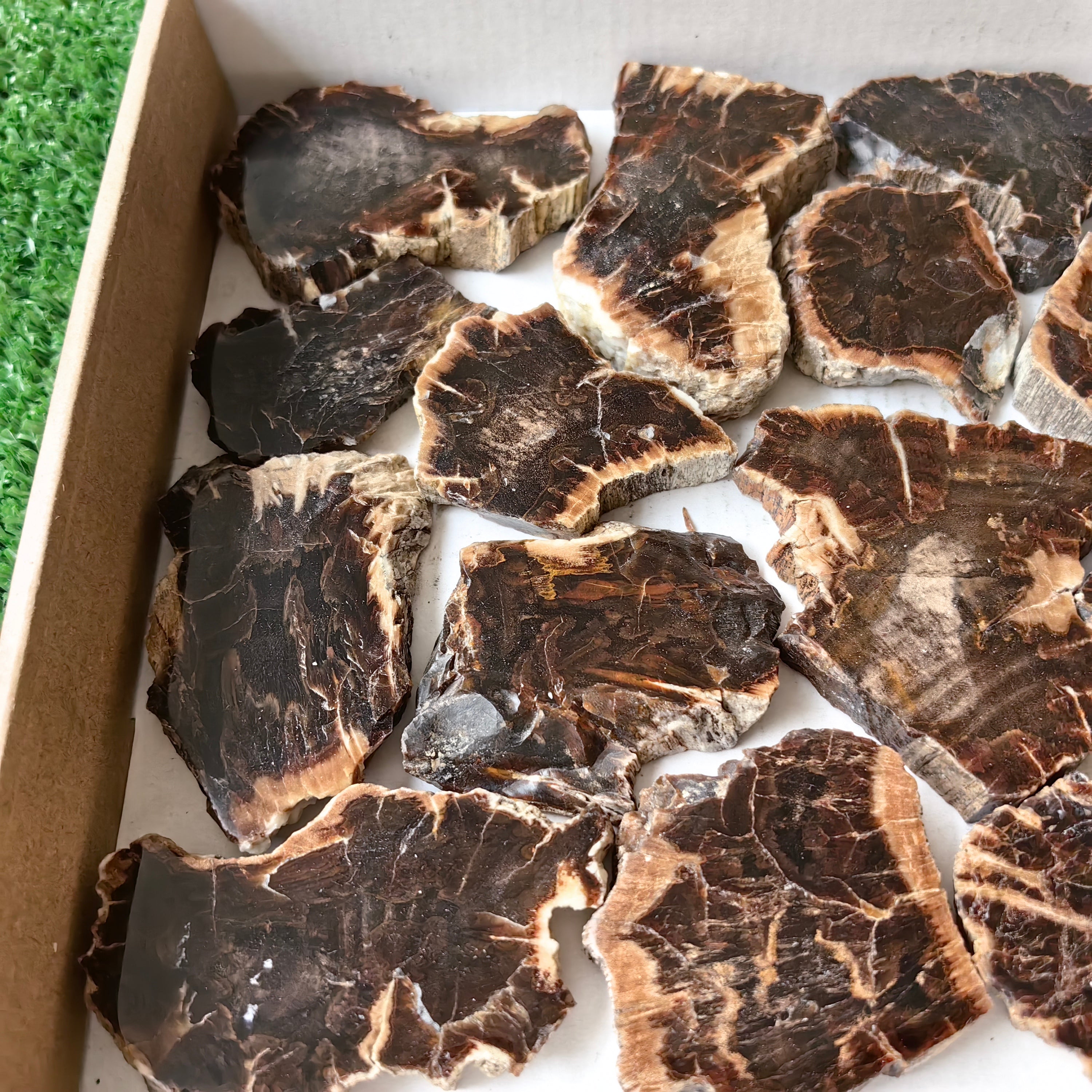 Lot 17 pcs Agatized Fossilized Wood Slices*