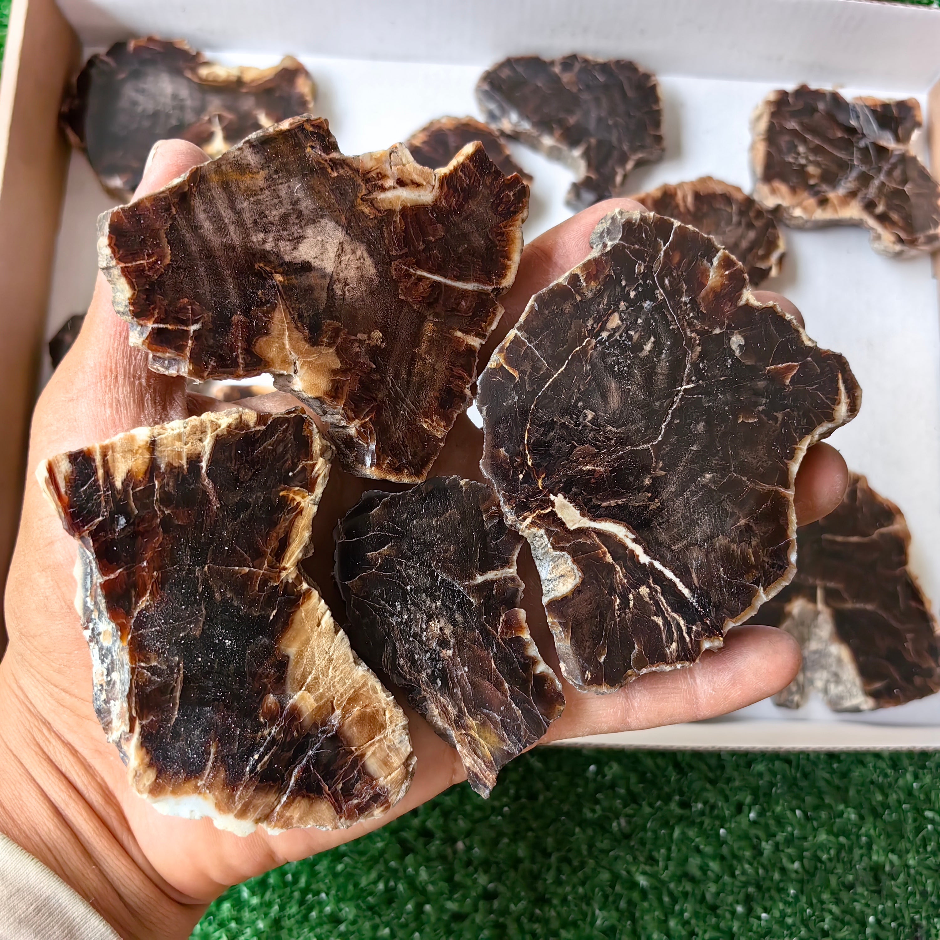 Lot 17 pcs Agatized Fossilized Wood Slices*