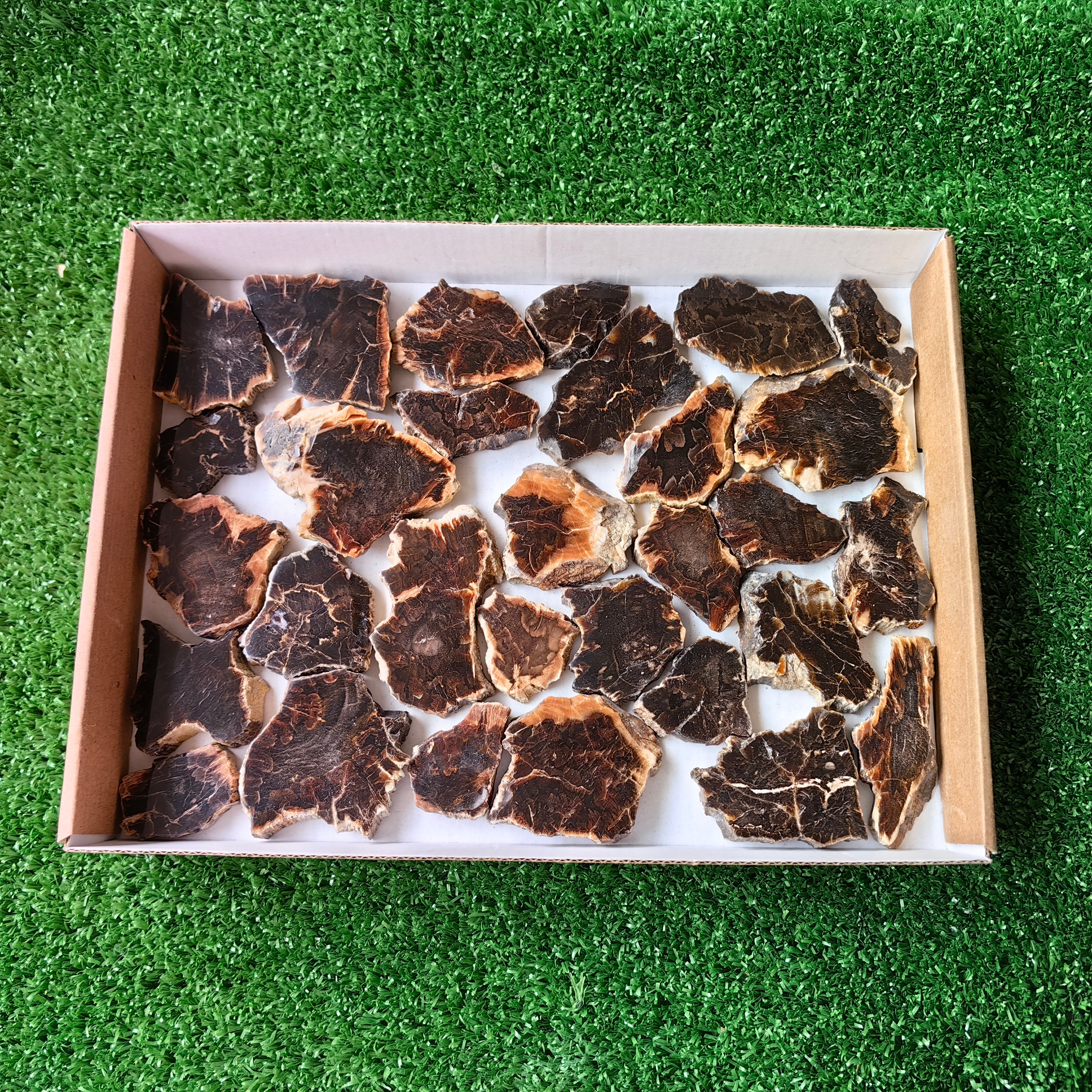 Lot 30 pcs Agatized Fossilized Wood Slices*