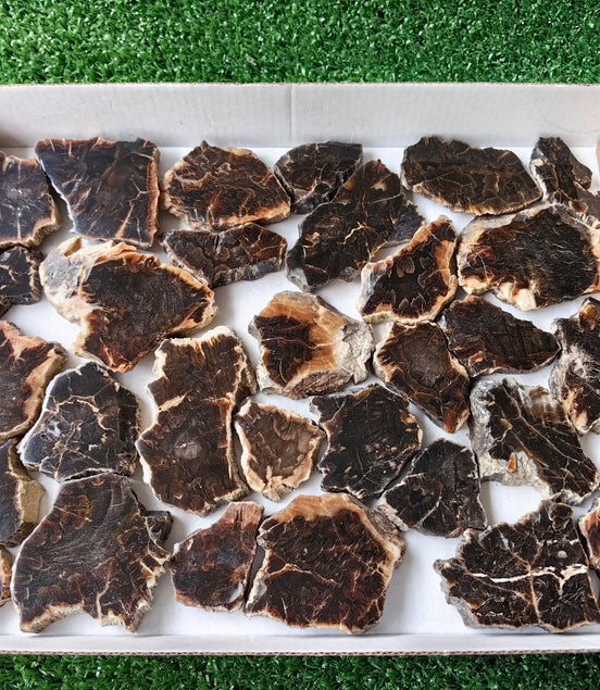 Lot 30 pcs Agatized Fossilized Wood Slices*
