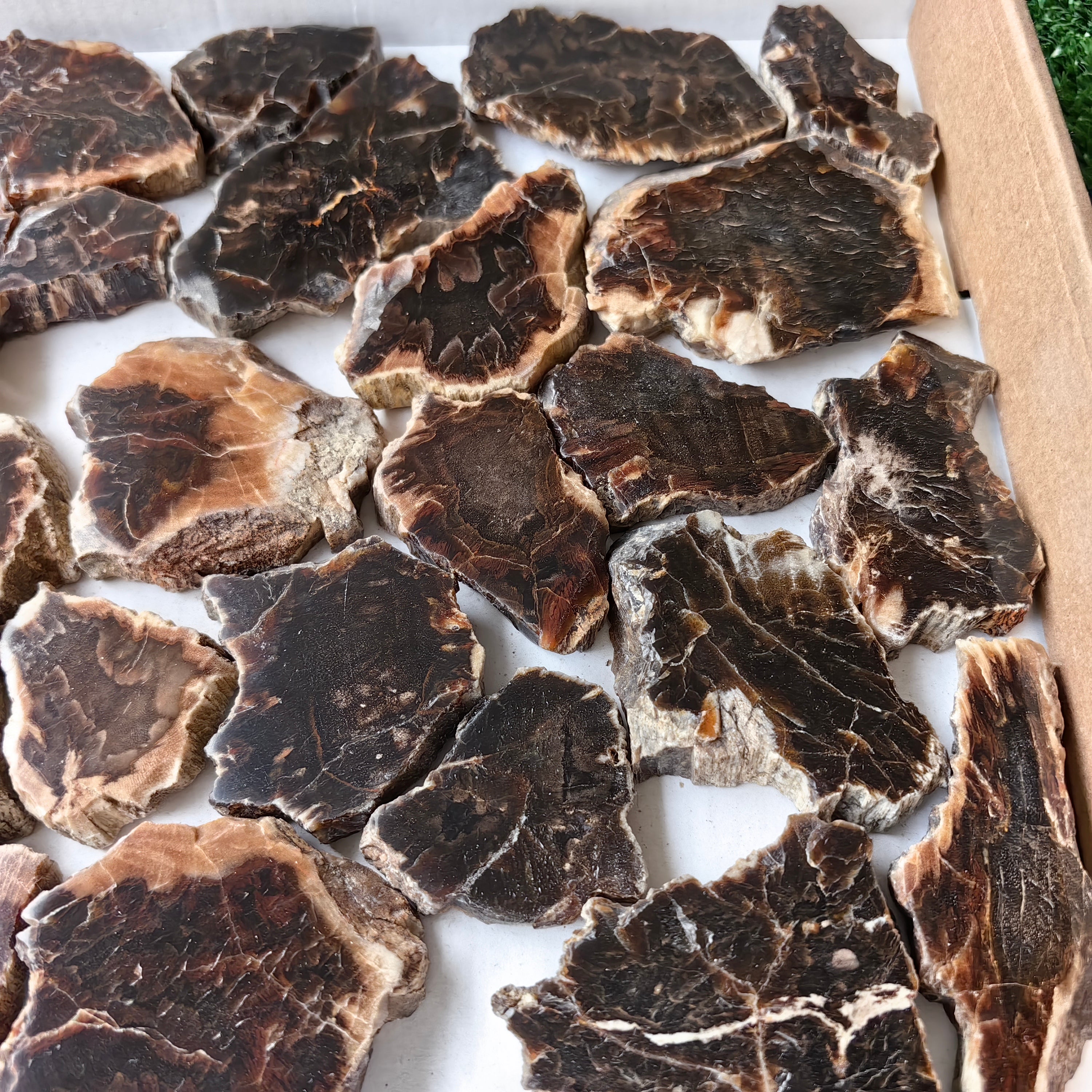 Lot 30 pcs Agatized Fossilized Wood Slices*