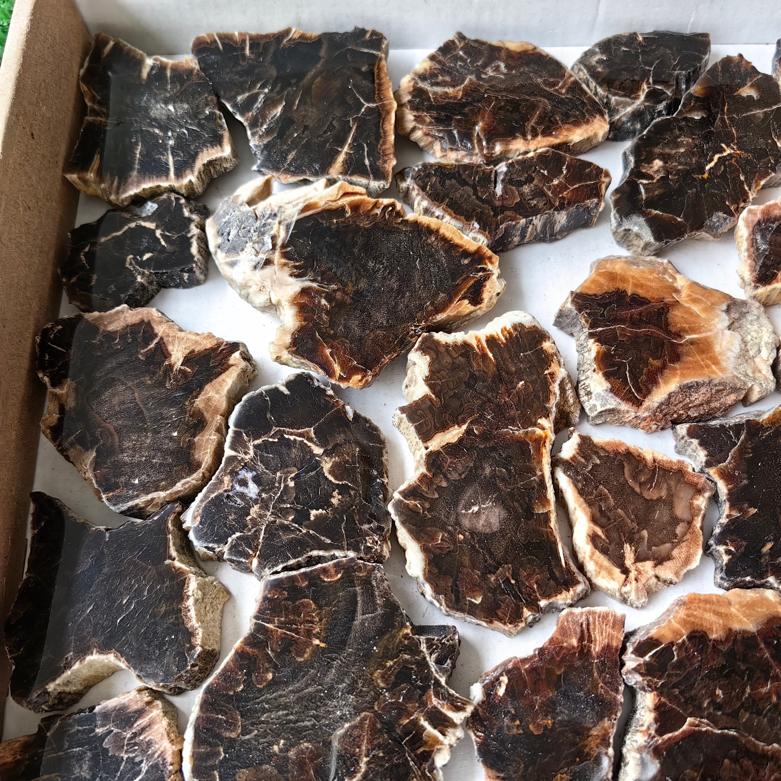 Lot 30 pcs Agatized Fossilized Wood Slices*