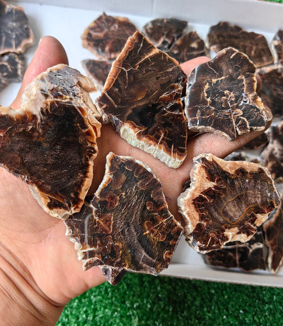 Lot 30 pcs Agatized Fossilized Wood Slices*